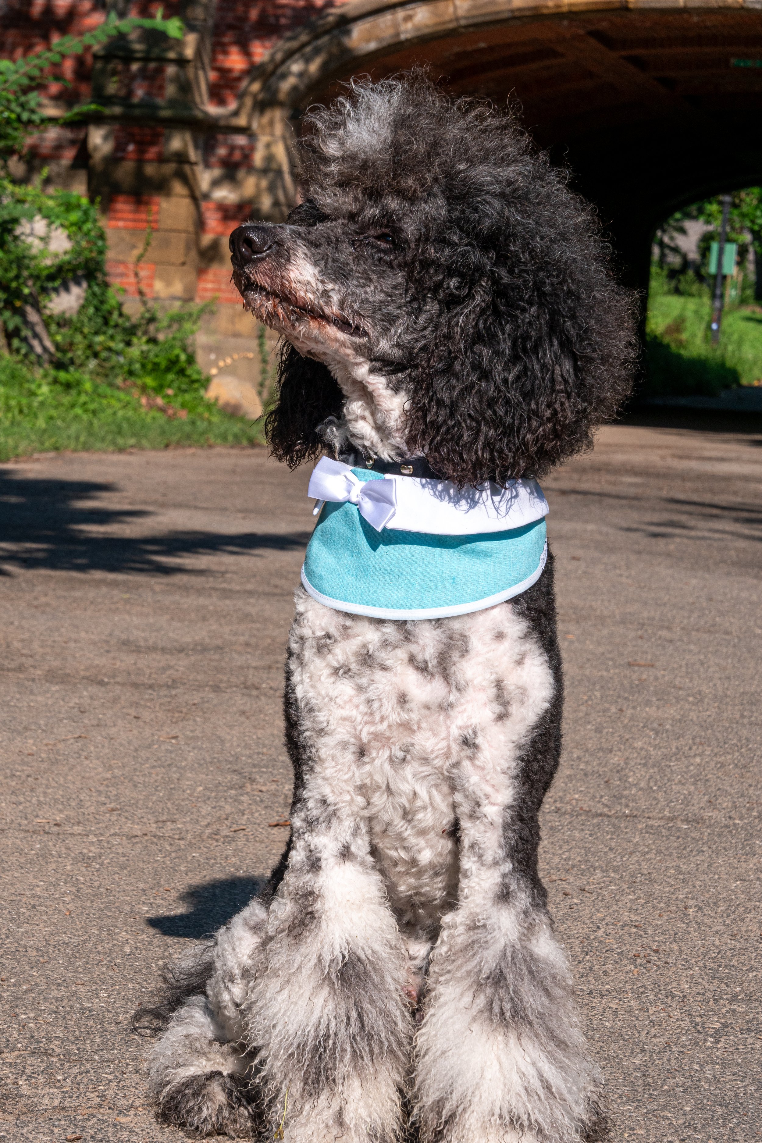 Palm Beach Collar
