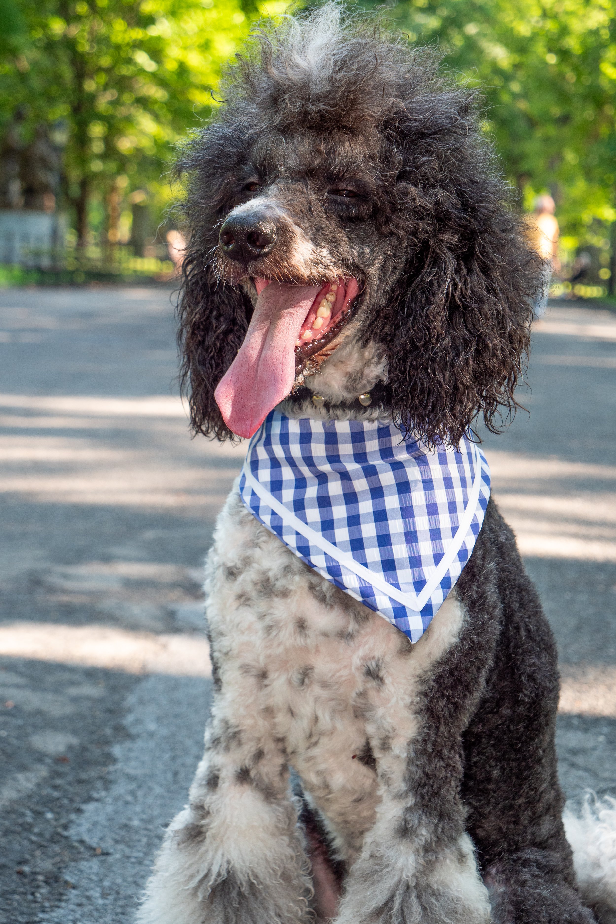Cape Cod bandana