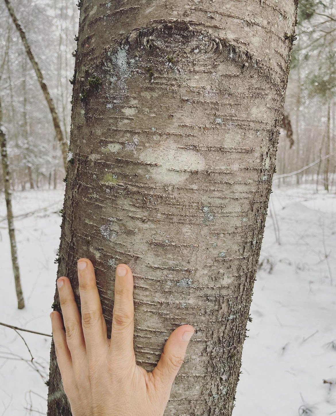sweet birch bark in winter.jpeg