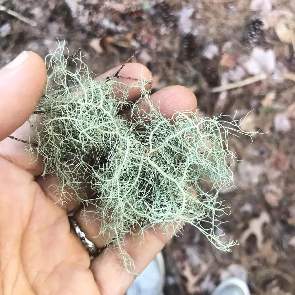 usnea lichen.jpg