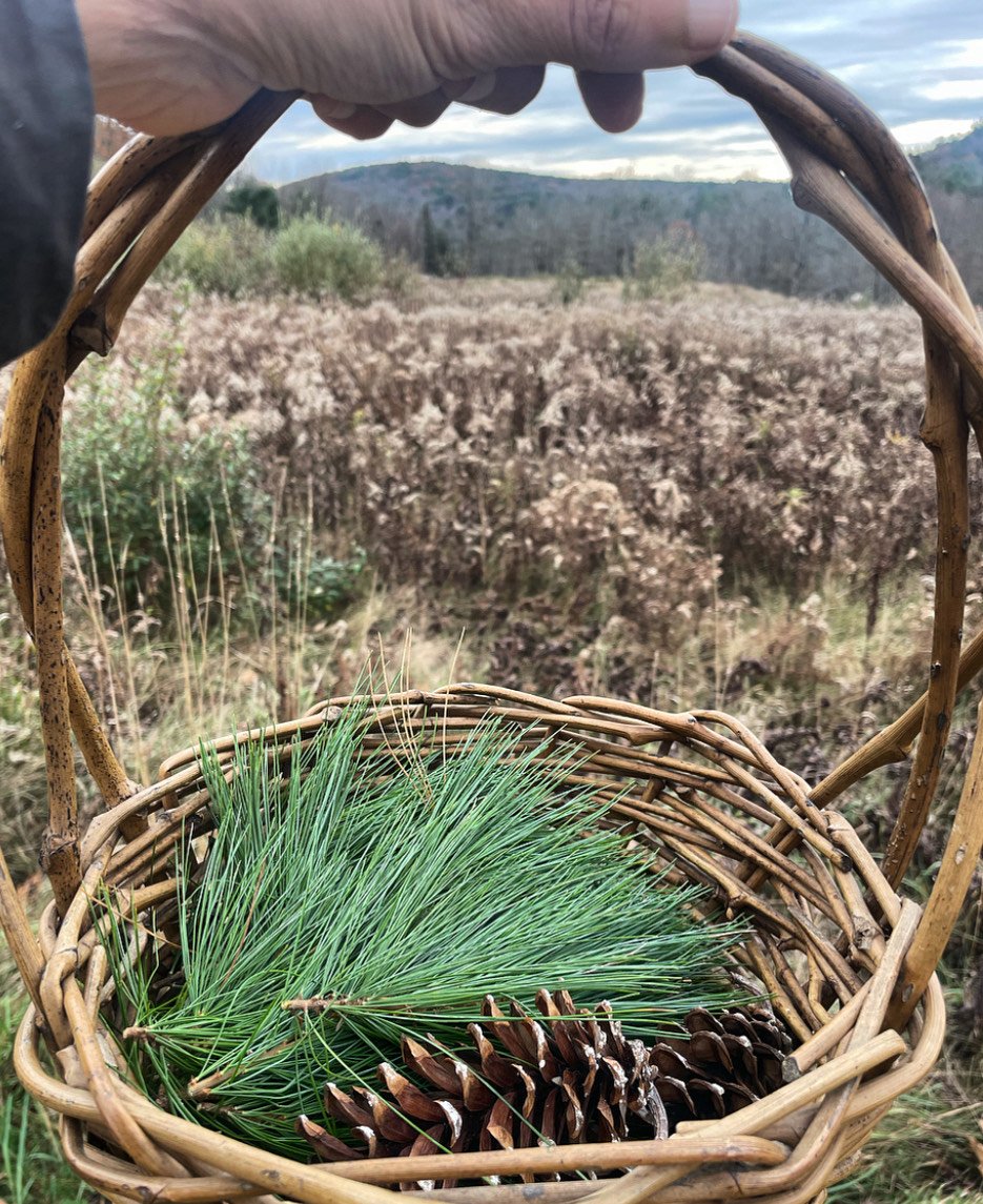 White Pine basket fall 2024.jpeg