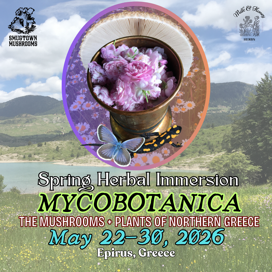 Event poster for Spring Herbal Immersion Mycobotanica, highlighting mushrooms and plants of Northern Greece, held in Epirus, Greece from May 22 to 30, 2026. The poster features a scenic landscape with mountains, a lake, and a grassy field, along with a central image of a cup filled with pink flowers, a butterfly, and a salamander.