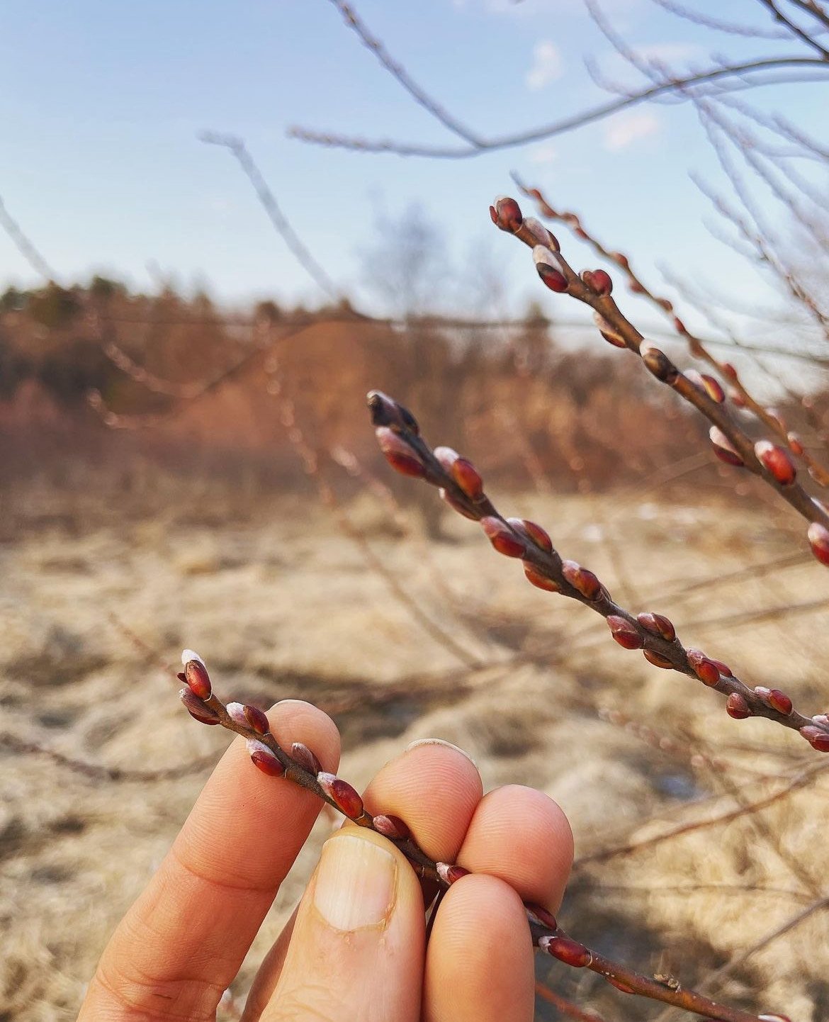 willow in hand 2023.jpeg