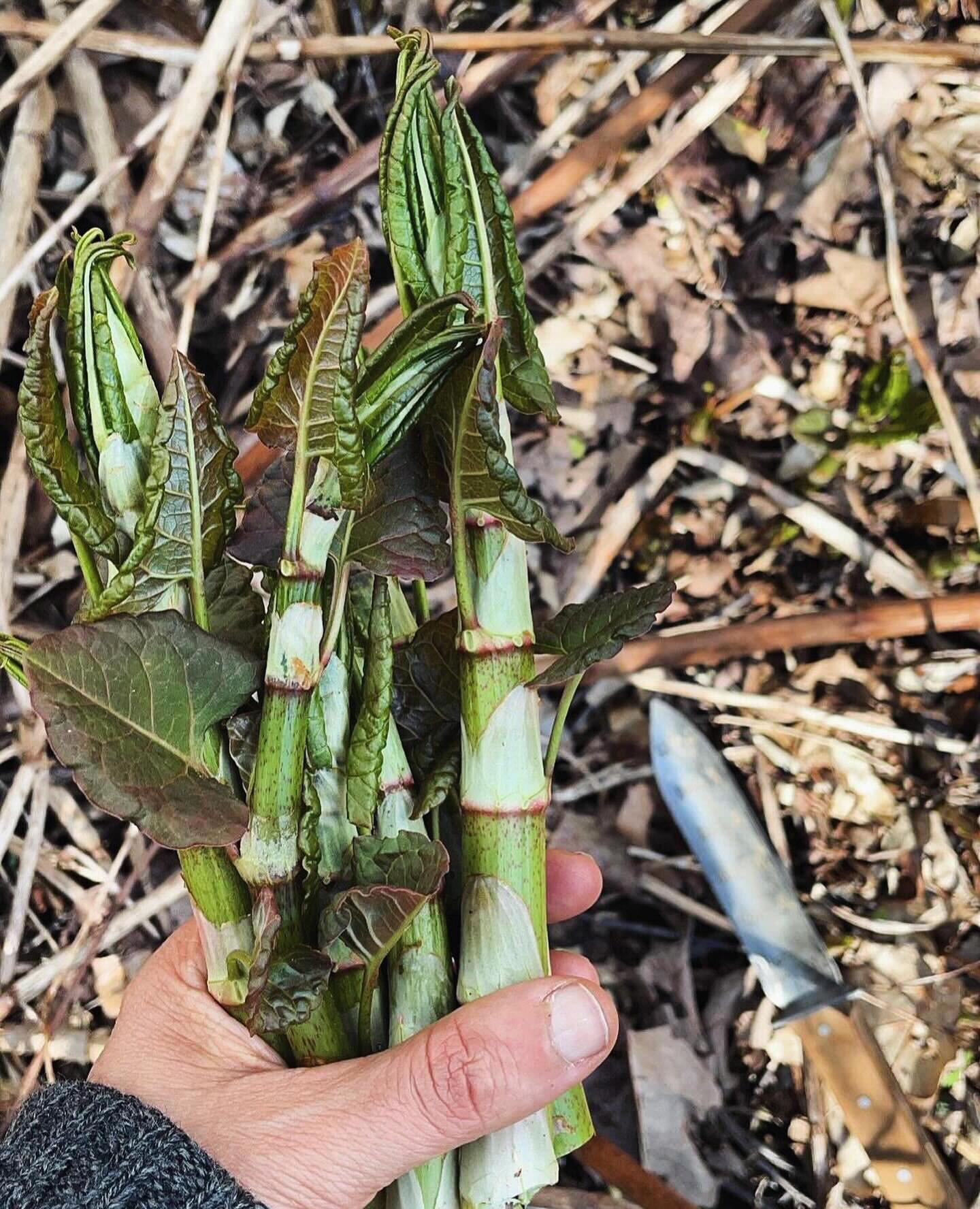 I know most people hate Japanese Knotweed but I just love them. Yes, yes they're complicated but hey who isn't? And if plants are people too- which I'm totally here to anthropomorphize plants (sorry not sorry💚)- why so judgey against a plant that's 