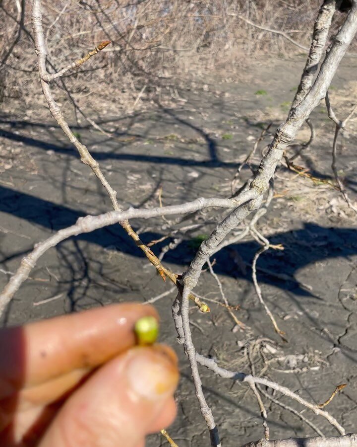 Tree Medicine Plant Walk✨
Saturday March 30th
12-1:30pm
At @turtle_bend_farm - Montgomery, MA
$20
Please pre-register! (Lynk up you know where🌲)

The northeast is home to many medicinal tree species, and spring is one of the best times of the year t