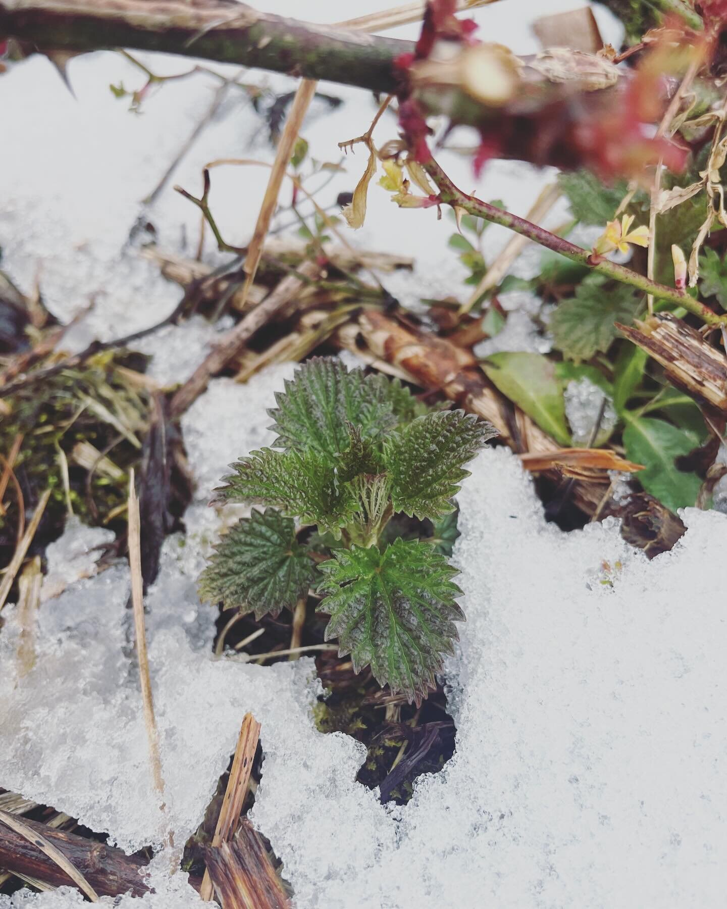 Hang in there sweet Nettles bbs!🥹😍💚

Every spring I run a little promo in my Viriditas membership which is more or less named for these gorgeous green beauties. To me Nettles are the very epitome of Viriditas, the green energy that animates the pl