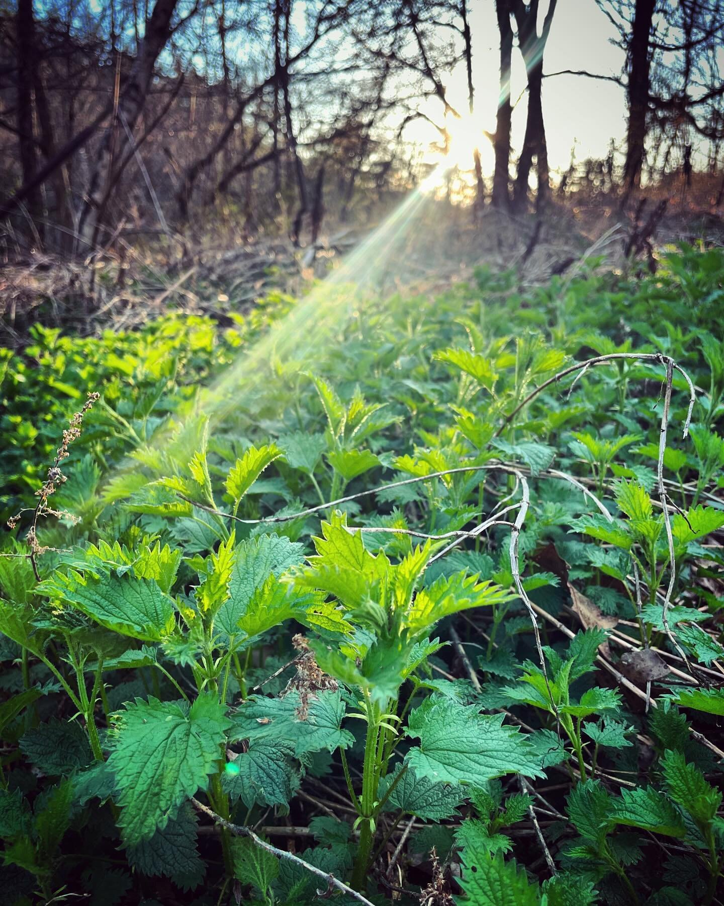 LAST DAY to join us in our Viriditas Membership if you'd like to receive a sweet little welcome gift of an herbal tallow balm or heal all salve, along with our epic For the Love of Nettles ebook!🌿

When you join at the $5/mo level you'll receive:
-a