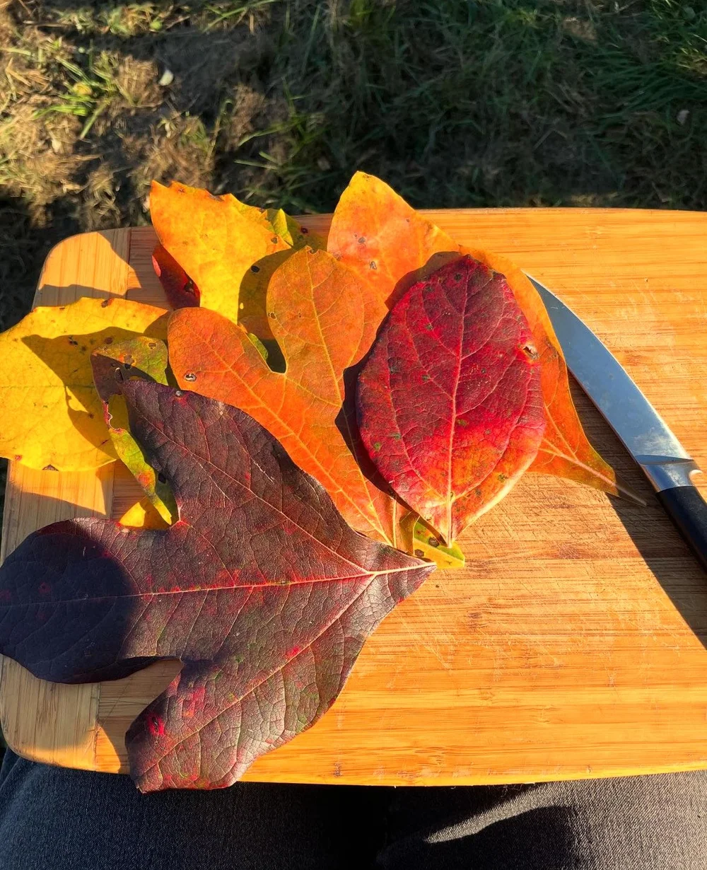sassafras leaves cutting board 2024.jpeg