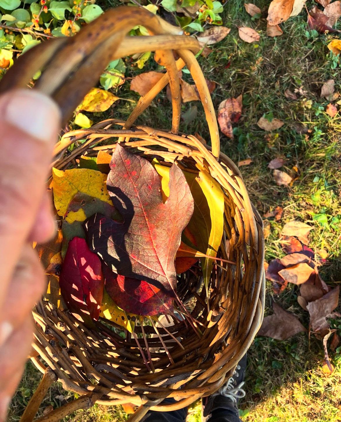 sassafras basket 2024.jpeg