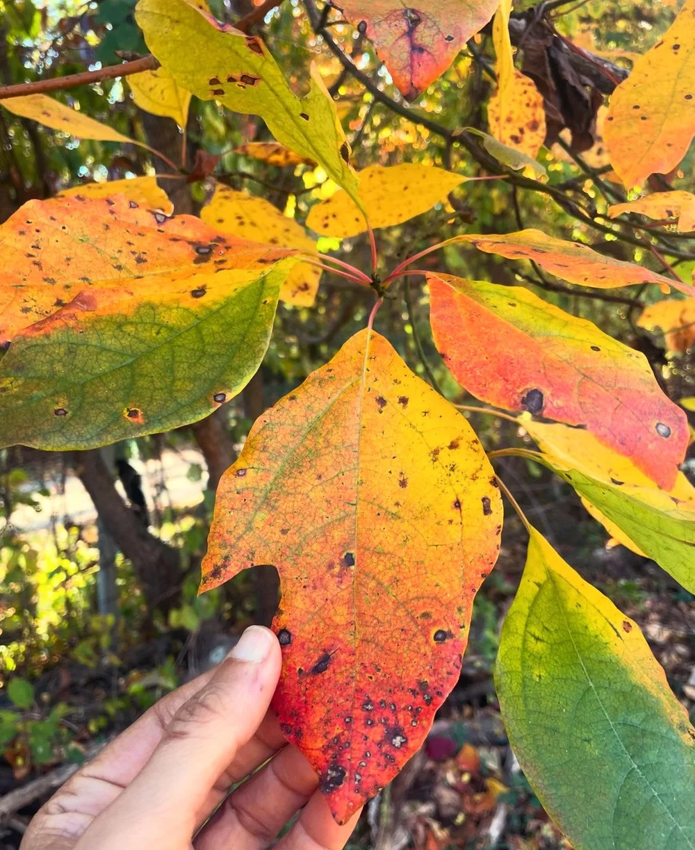 sassafras leaves 2024 2.jpeg