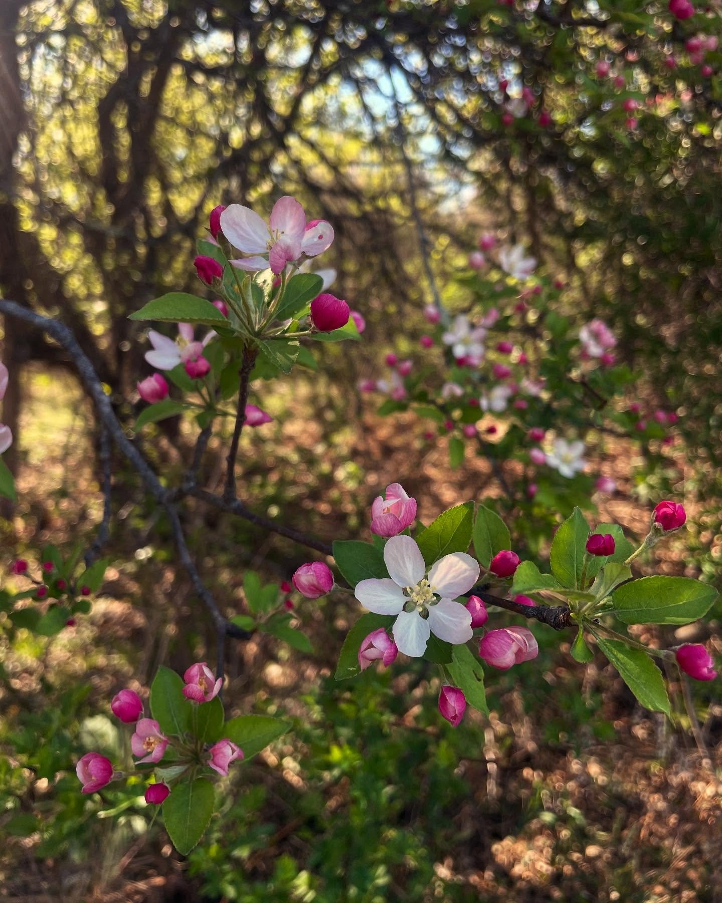 Blessed Beltane all!🌸🌸🌸

Leave some honey and butter out for the fairies and spirits of the land tonight if you can and I whole-heartedly invite you to stick your face in a wild apple tree (or anything in flower!) in full bloom to experience the s