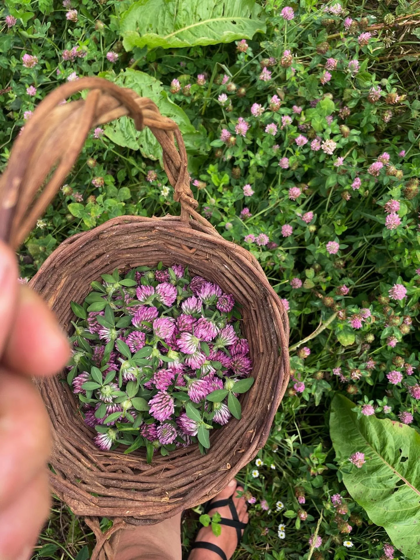 Beautiful day of class this past weekend working with Red Clover, Wild Lettuce and Peach Lf 💗🌿🌸✨

📸
1-4. Red Clover. There are loads of uses for this herb- nutritive, lymphatic, phytoestrogen, anti-tussive...and a wonderful emollient infused oil 