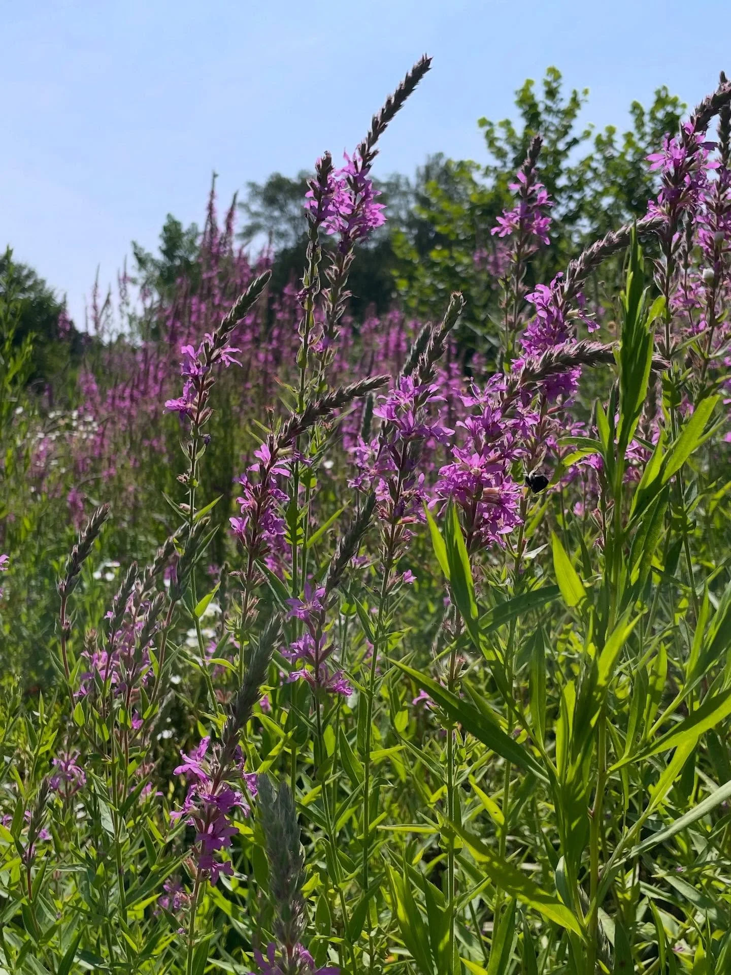 There's so much medicine all around you if you just know where to look! One show-stopper who's just *going off* right now is Purple Loosestrife (Lythrum salicaria)🩷🩷🩷

If you live in the northeast (and beyond) you're probably seeing this beauty bl