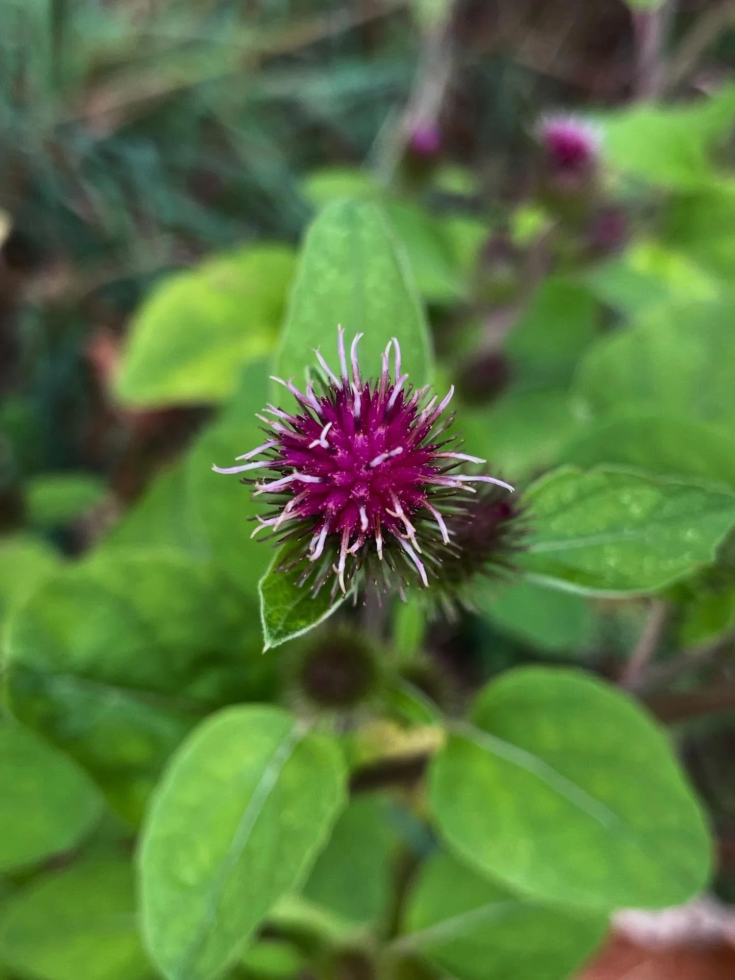 Some Burdock flower gorgeousness for you all today 💞🌸✨

Did you know we have two common species of burdock here in the northeast? Greater Burdock (Artium lappa) and Lesser Burdock (Arctium minus), which is the species pictured here. Both species ma
