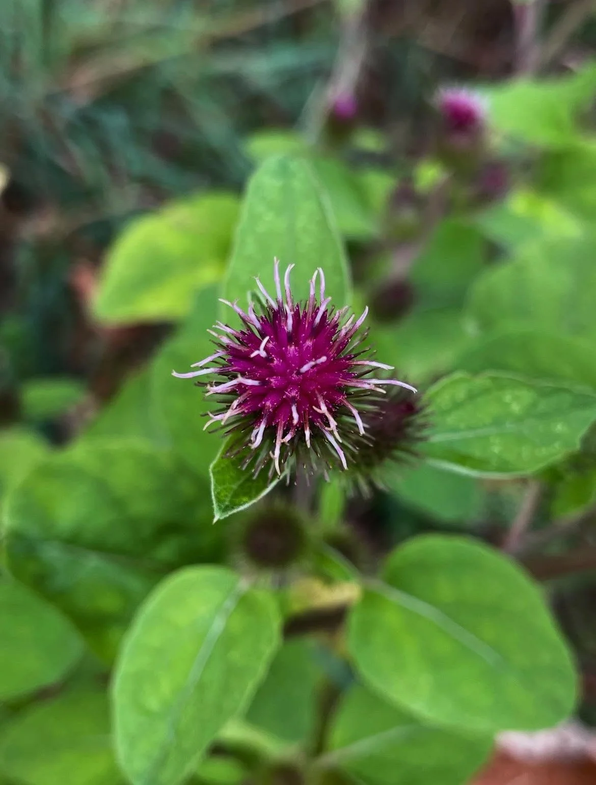 Biomimicry & the Medicine of Burdock