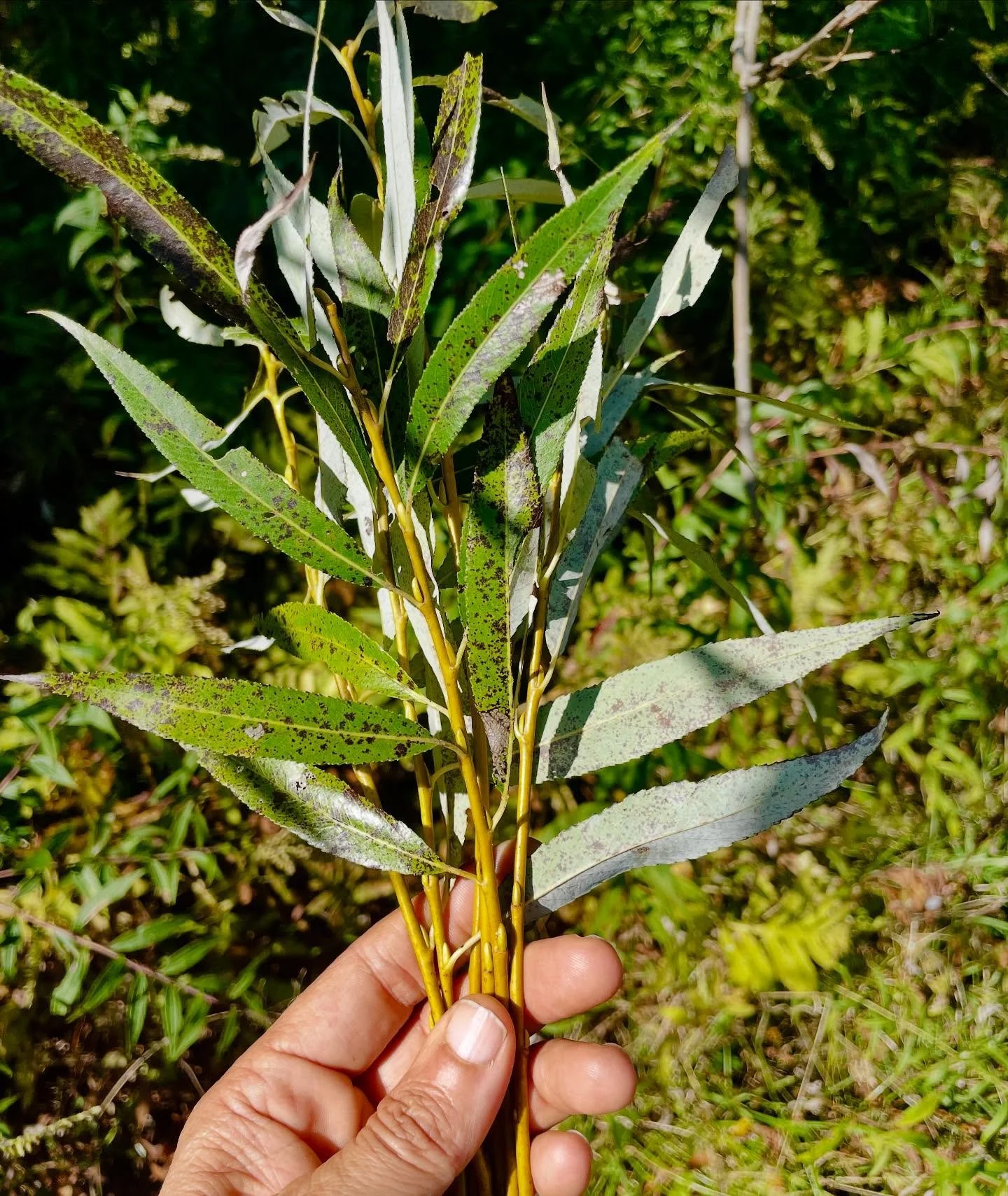 We had such a gorgeous day of class yesterday in the golden glow of the equinox 🌞✨💗 We worked with Willow (Salix nigra), Witch Hazel (Hamamelis Virginiana), and Gingko (Gingko )- Tree medicine is forever and always my favorite😌🙏🏼🌳

If you'd lik