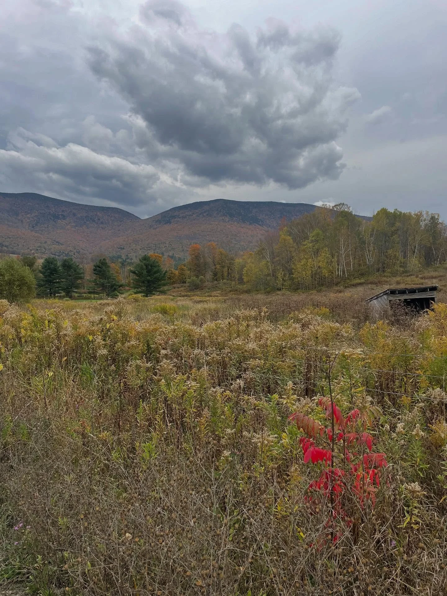 What a beautiful day yesterday planting out 1/3rd of an acre of Ginseng with fellow plant-lovers! Big thanks to @nofavermont, UVM extension, @smokeyhousecenter and @northeastforestfarming for hosting this workshop and sharing with us about this incre