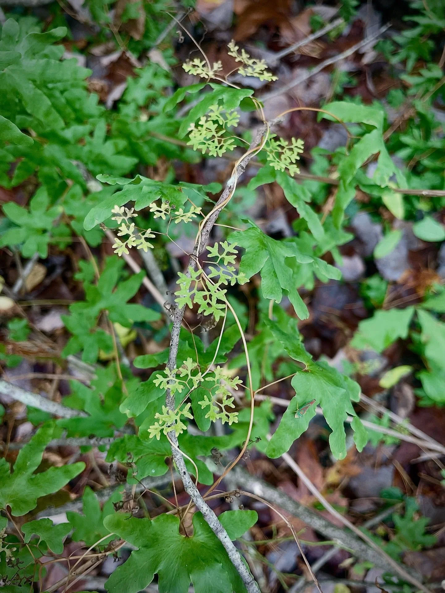 Ever heard of a northeast native Climbing Fern before! No?! Well neither had I- what a special plant to find💚
And it turns out it's endangered in Massachusetts and is considered a "species of special concern" and there are only 35 known p