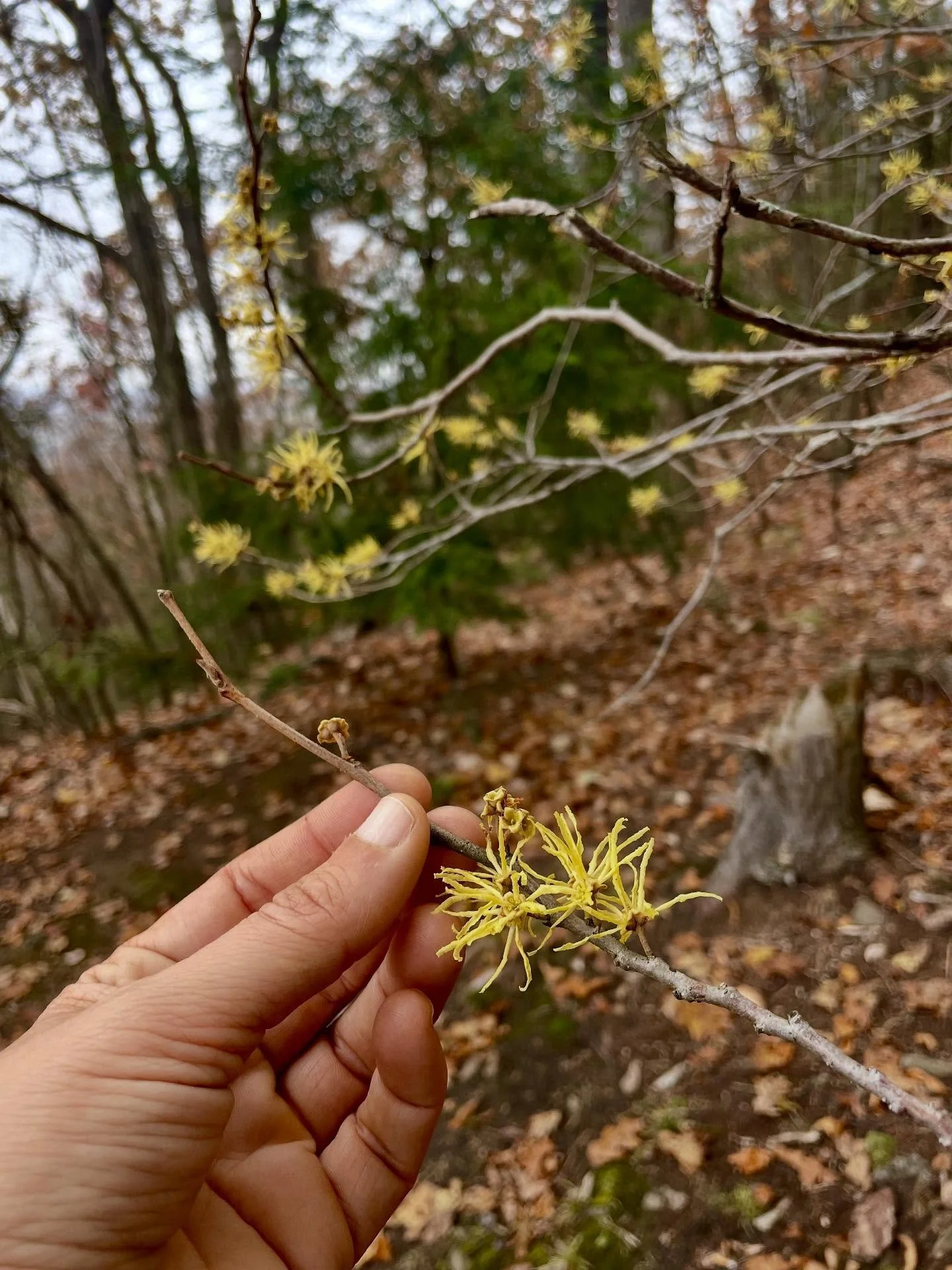 Blessed Halloween, Samhain, Scorpio season, Giorni dei Morti, Dia de Muertos and portal days of ancestor reverence and connecting with our beloved dead 🖤💀🕸️🍂

This gorgeous fall-flowering Witch Hazel in full bloom is such an apt metaphor for this