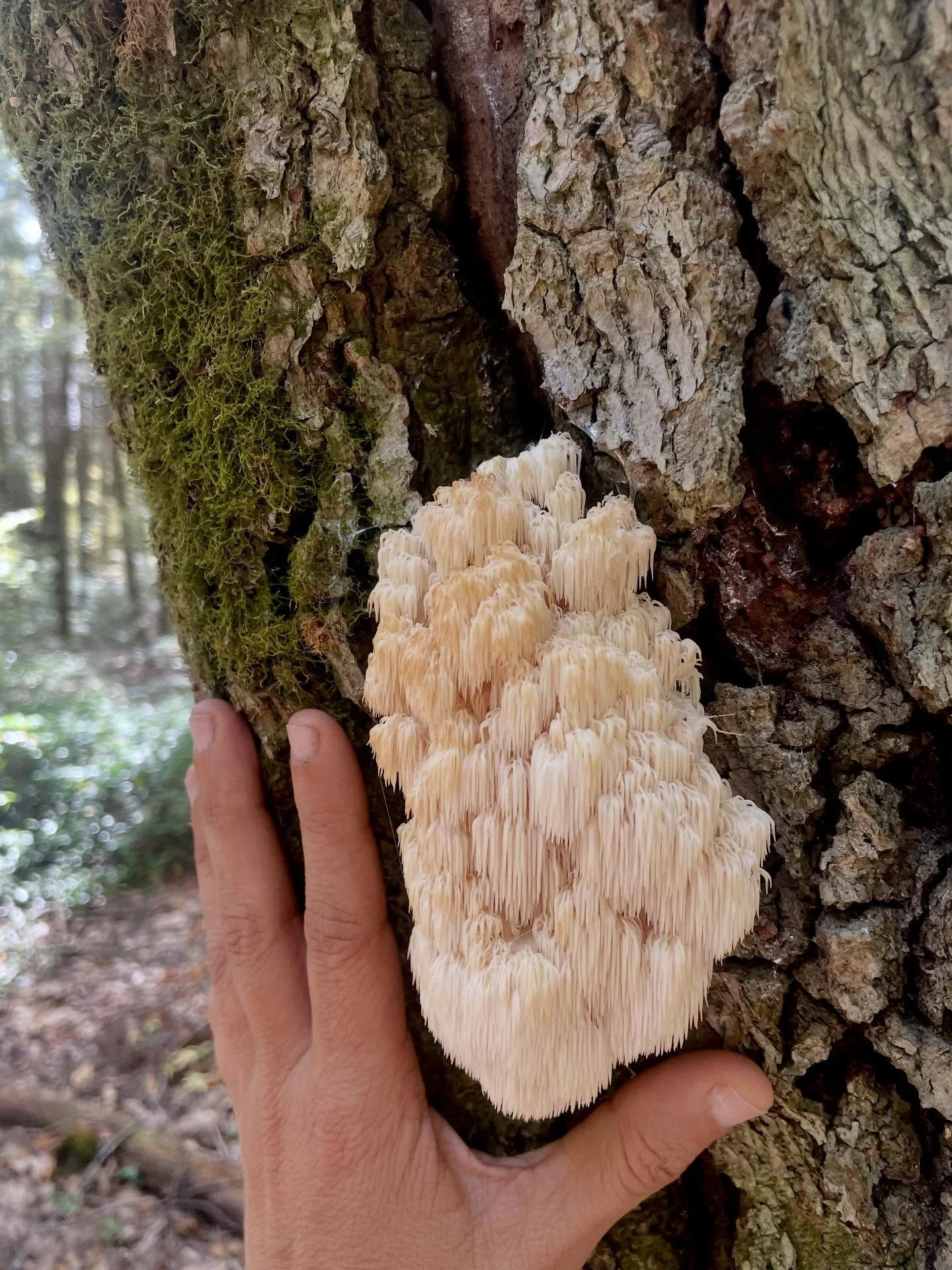 🦁✨Lion's Mane✨🦁

When you experience this luminous being in the wild, it's so incredibly clear why they're so revered. The energy emanating from them was just 🤯

And no, I didn't harvest! Not nearly enough.  It was just magical enough being in the