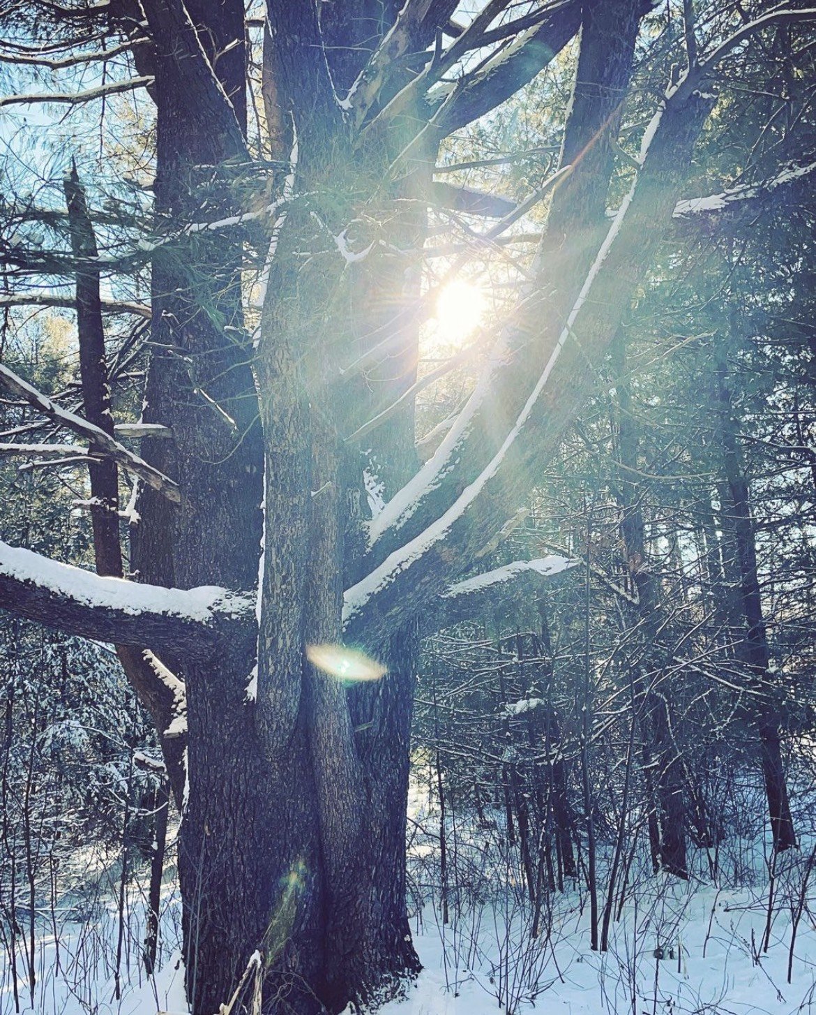 Herbs to Bring in the Light