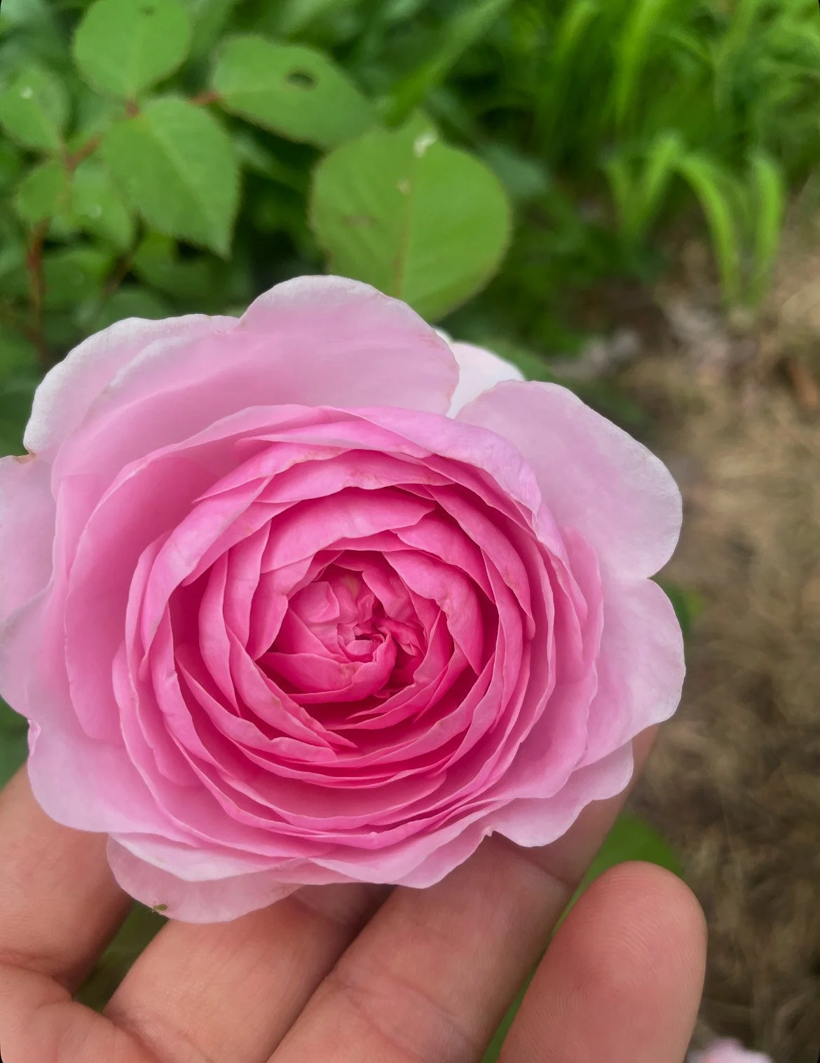 Herbs for Relaxation and Stress Relief