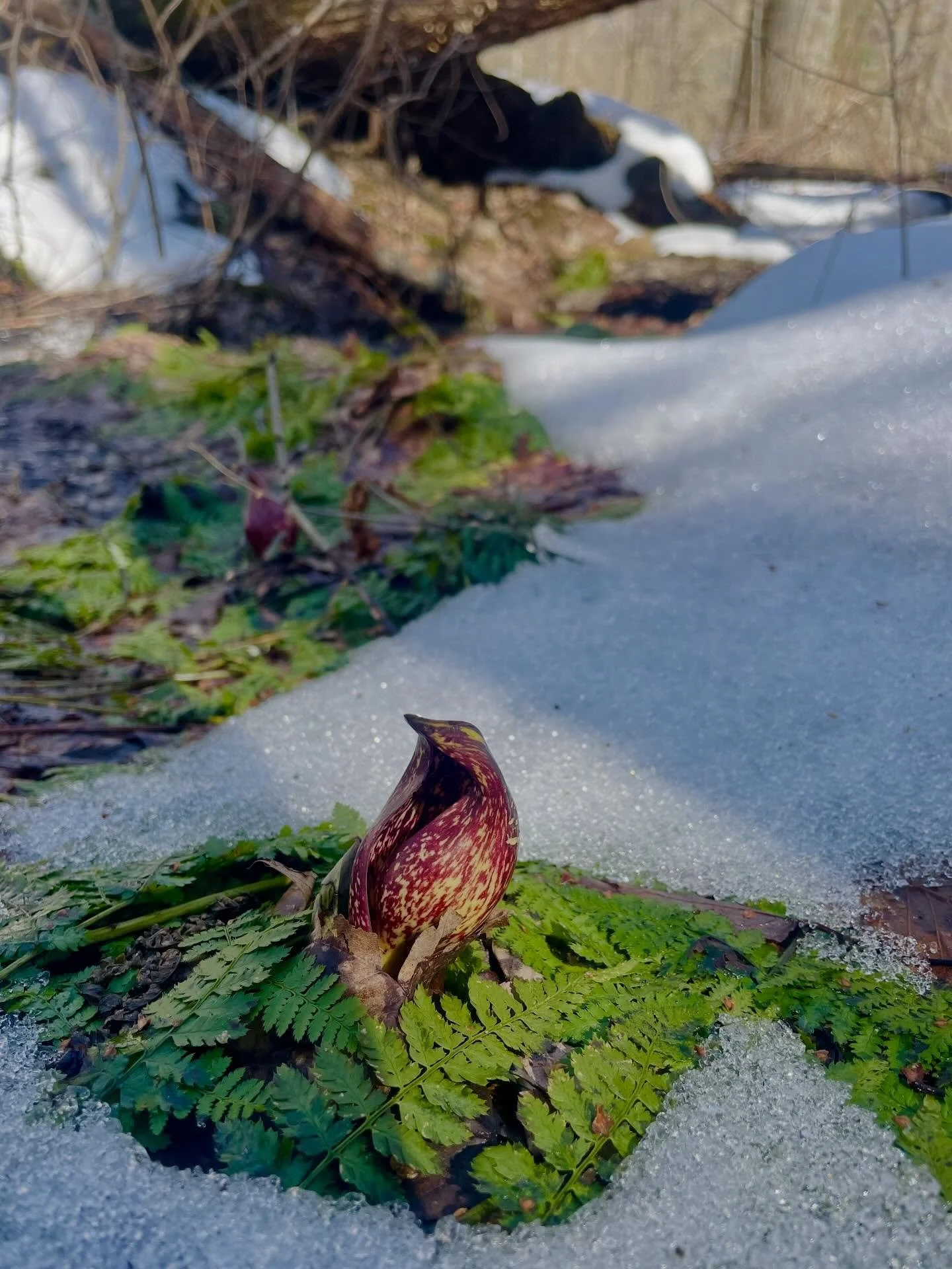 The rumors are true! The Great Melting is upon us and spring is on the way. And our earliest flowering plant here in the northeast, Skunk Cabbage (Symplocarpus foetidus), is up! The childhood woods I grew-up playing in was a Red Maple-Skunk Cabbage s