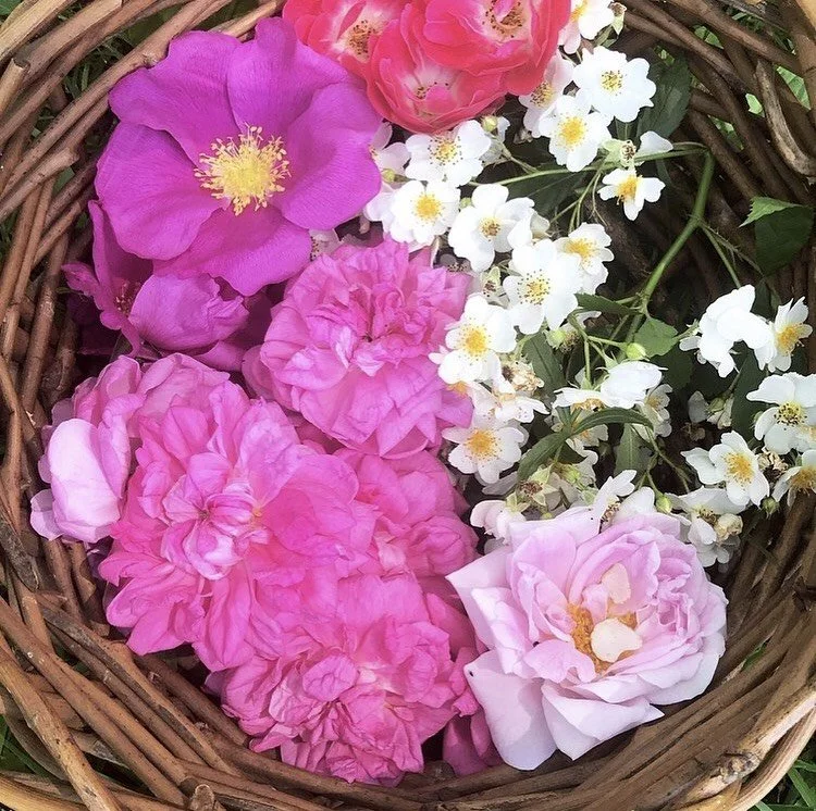 Herbs for Relaxation and Stress Relief