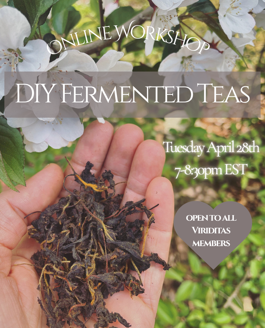 DIY Fermented Teas