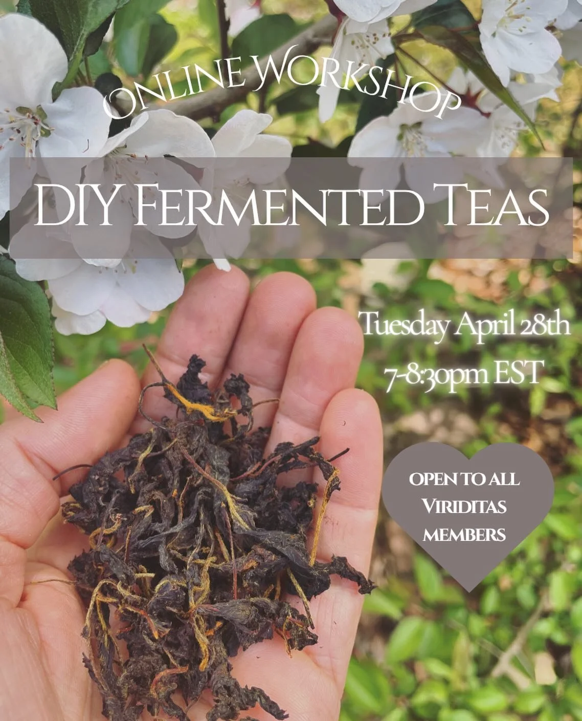 DIY Fermented Teas💕☕️🌿
 Tues April 28th 7-8:30pm EST Online 

OPEN TO ALL VIRIDITAS MEMBERS and is free as a part of your membership!

👉🏼Not a member yet? Learn more up in the B I O

 ☕️The process of fermenting tea has been practiced for millenn