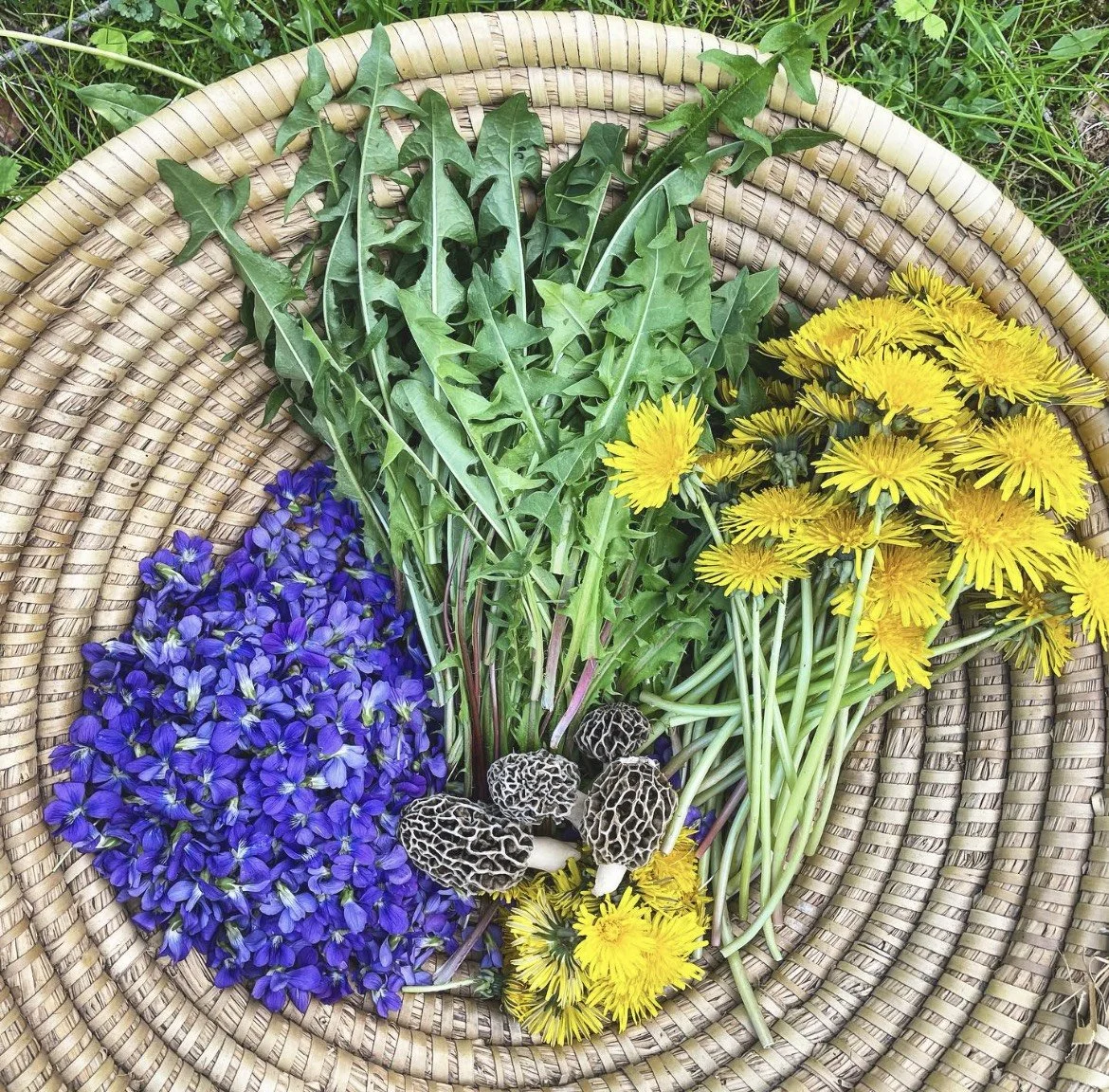 Foraging Edible Wild Plants
