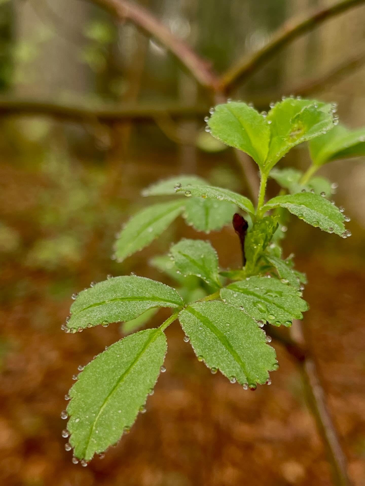 Rose Family bbs✨🌸🌿

While you may think of these plants primarily for their fruits and flowers, the leaves of many Rose Family (Rosaceae) make excellent fermented teas, especially the young leaves like these! We'll be working with Rose, Raspberry, 