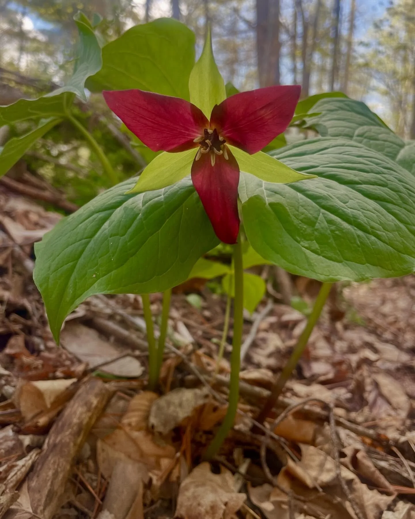 The ephemeral beauty out there in the woods right now is just 😍 Get out there if you can- they won't last long. This is why they're called "spring ephemerals"💞✨

I wanted to share these beauties with you and let you all know about upcomin