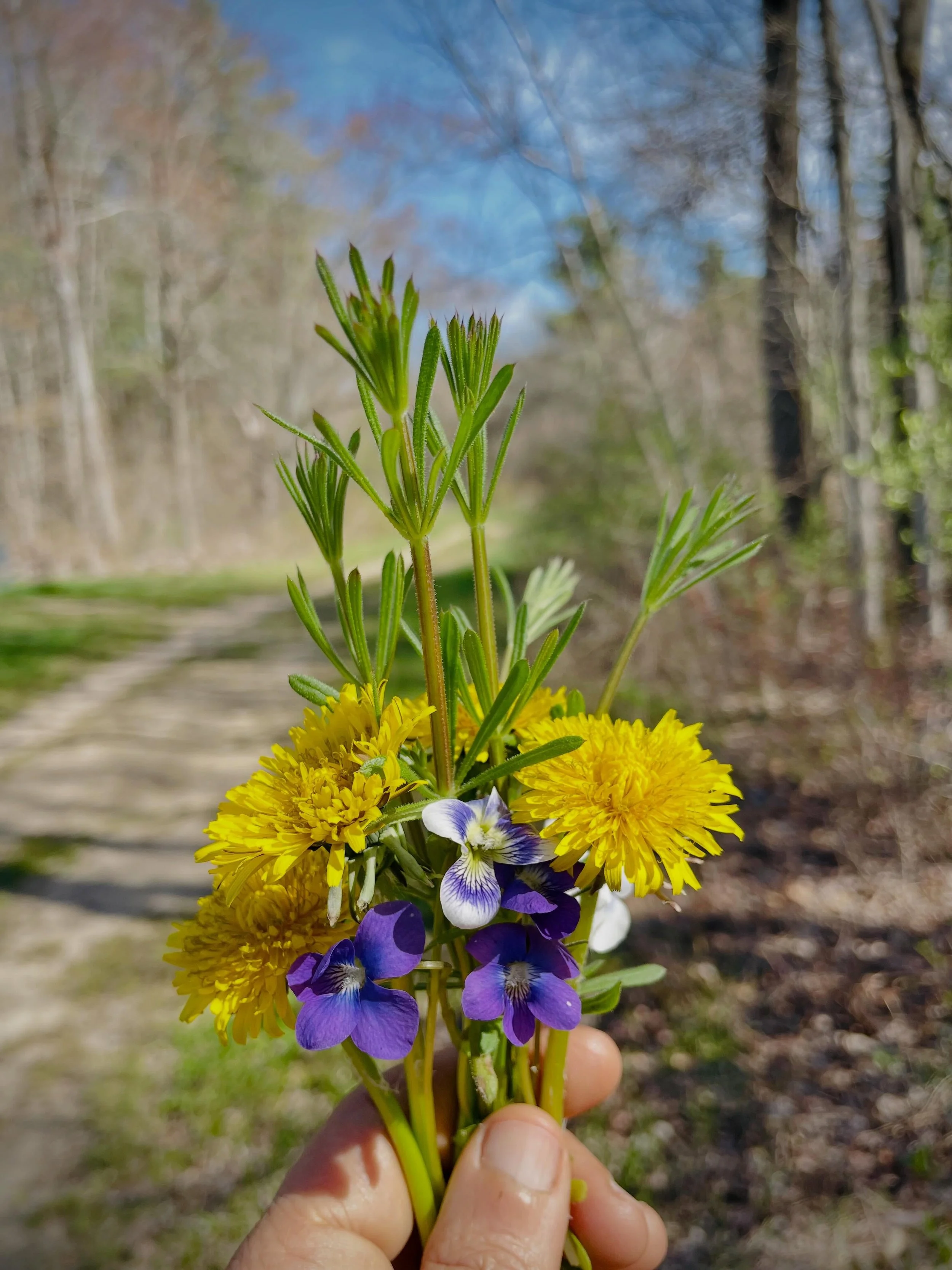 We had the most gorgeous day in class this weekend working with these three spring beauties- Violet, Dandelion and Cleavers 🌼🌿💜✨🌞🙏🏼

All three plants are classic spring tonics with lymphatic and blood-cleansing actions. And it's no coincidence 