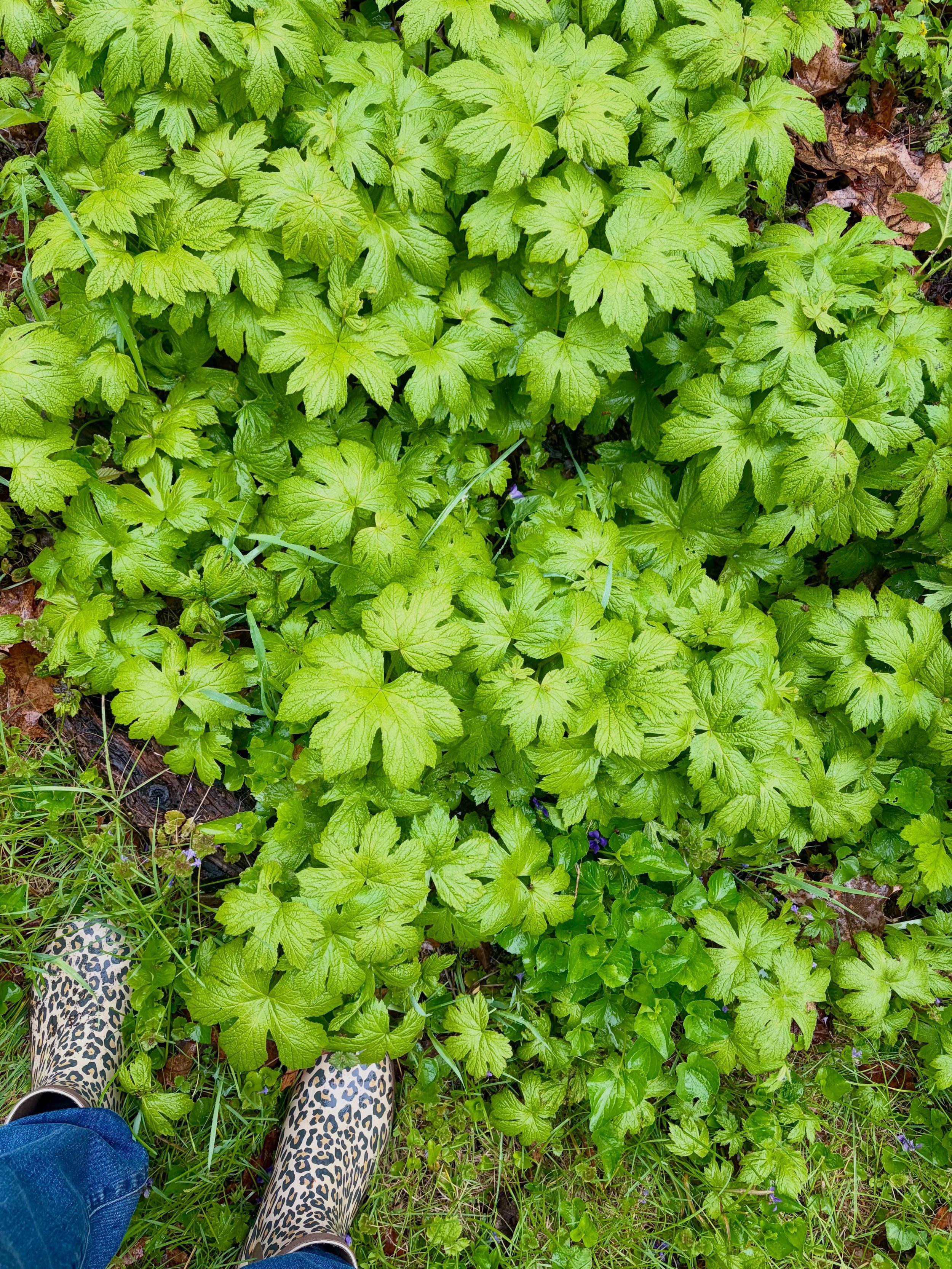 Goldenseal gifts💛💛💛

"All flourishing is mutual"- Robin Wall Kimmerer

A community member recently gifted me some Goldenseal (Hydrastis canadensis) to add to my woodland garden🙏🏼 I love how plants often propagate themselves through sha