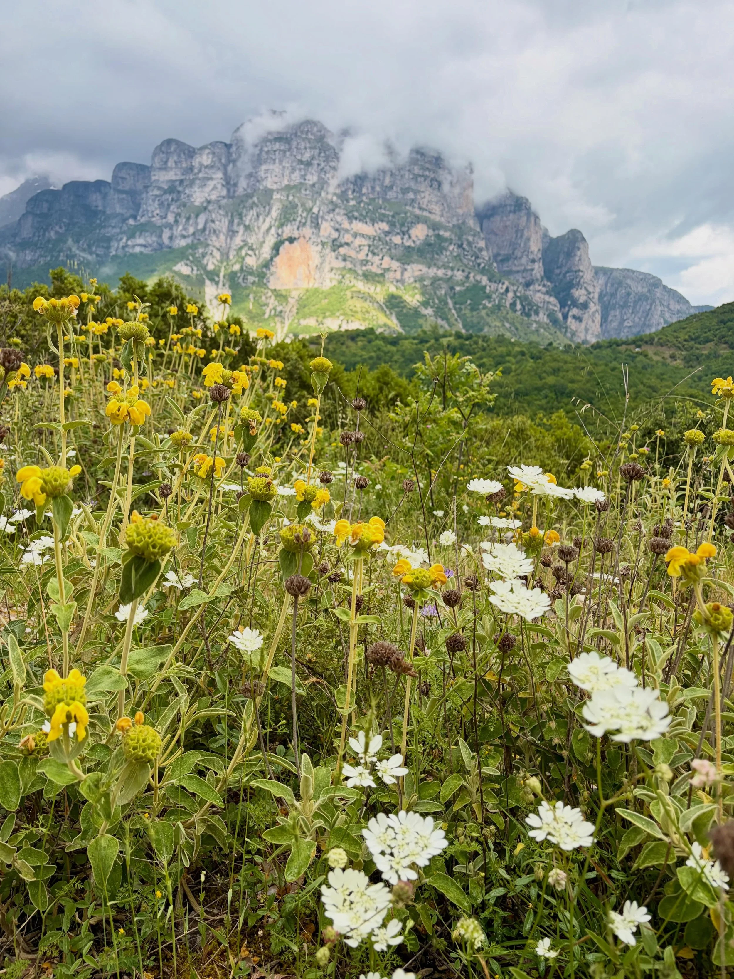 These last few weeks have been so incredible it's hard to even know where to begin!
 
We began our journey here in Greece with the MycoBotanica Spring Herbal Immersion, with our amazing collaborators Olga of @smugtownmushrooms and @officinalis.droger