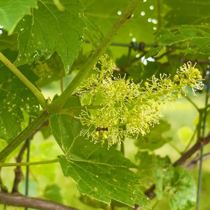 Ok but have you ever smelled Wild Grape flowers!?! 🍇🍇🍇

Probably not, I'm guessing, because they're not showy and easy to miss. Buuuuuut they smell like grape candy in the absolute BEST way. I was blown away the first time I smelled them💜🍭🍇

Th
