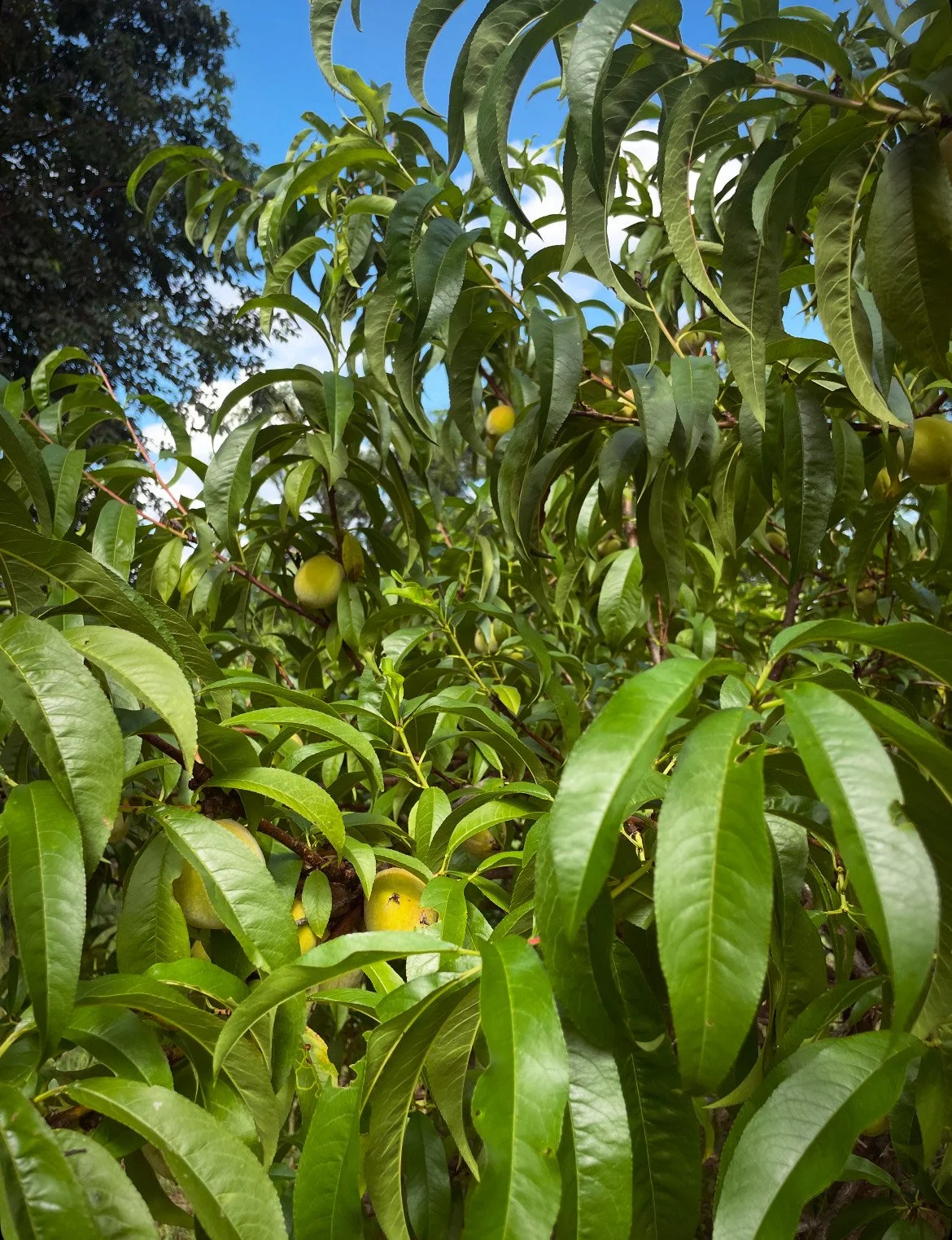 Peach Medicine