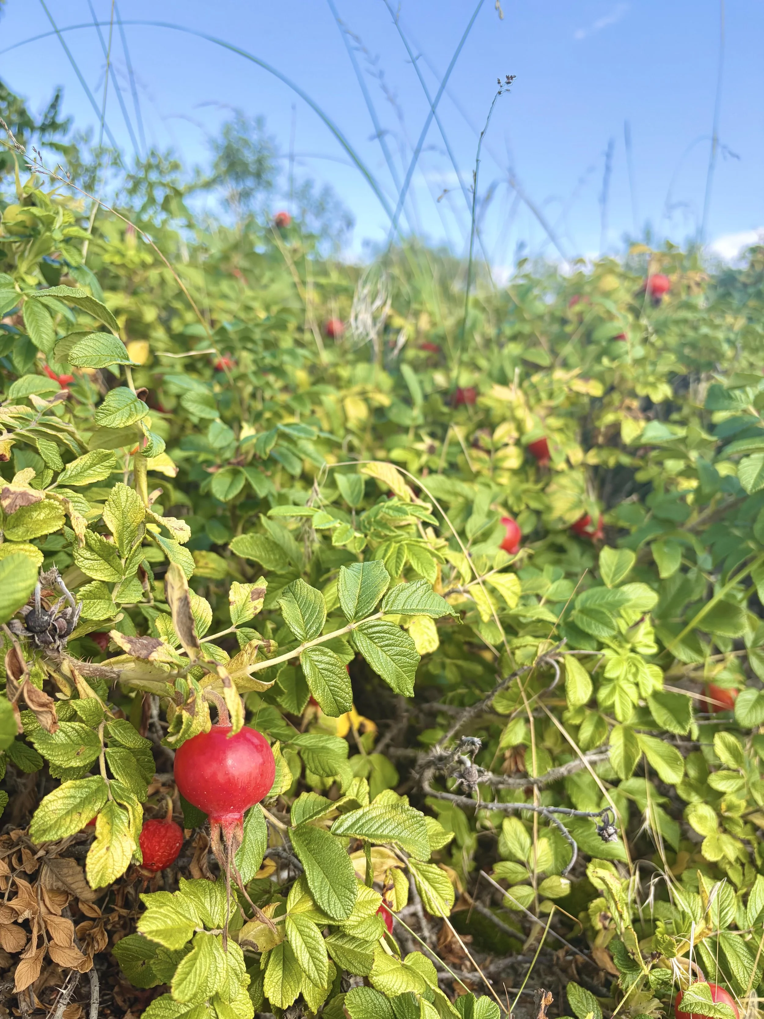 Rose Hips: A Guide to their Medicinal Use, Harvest, Preparation &amp; Recipes