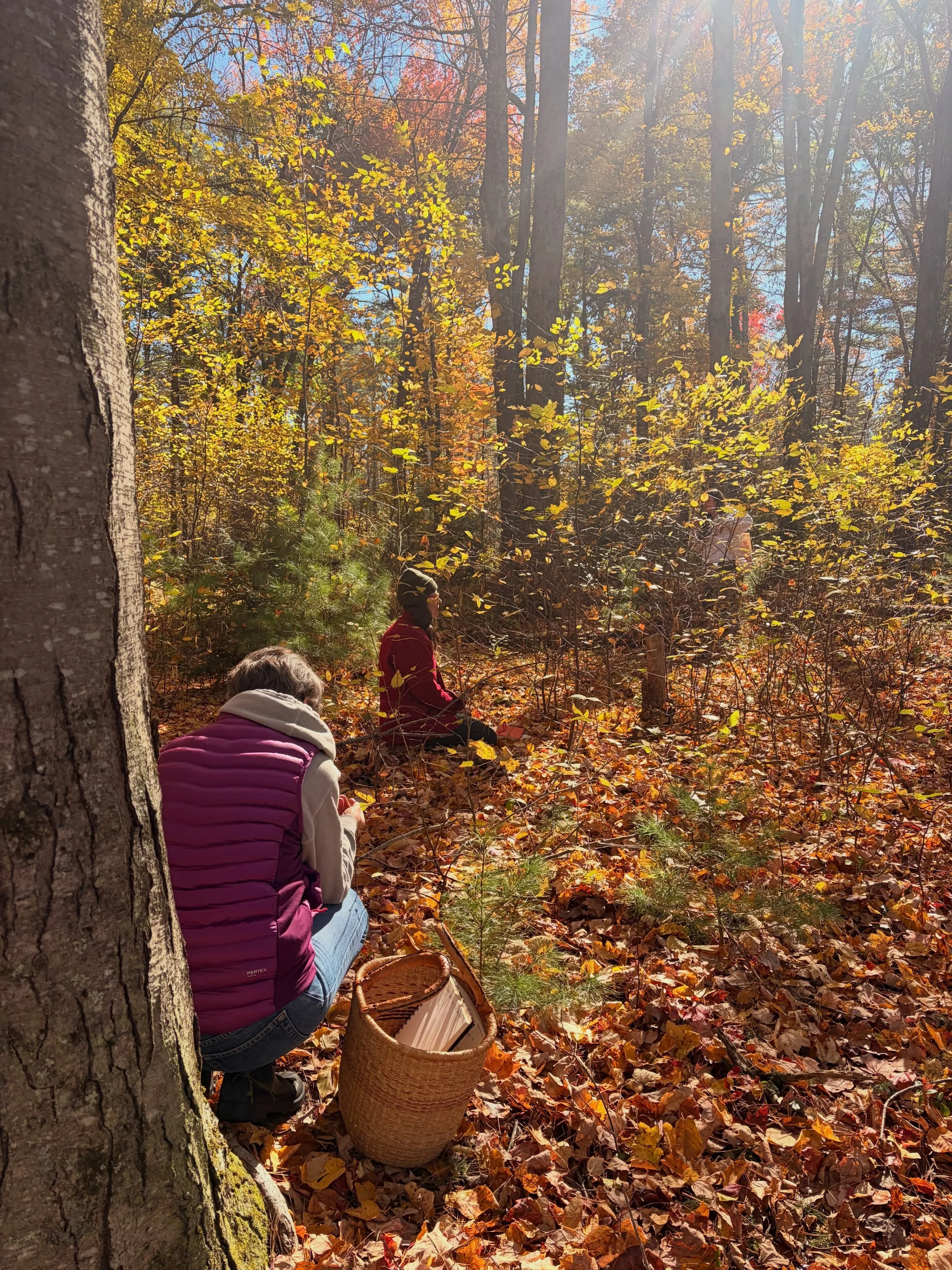 A little glimpse into class this past weekend working with the glorious trees! Namely Gingko, Witch Hazel, Sweet Birch and Sassafras❤️🧡💛

If you want to spend quality time with the plants and the land and befriend our bioregionally abundant medicin