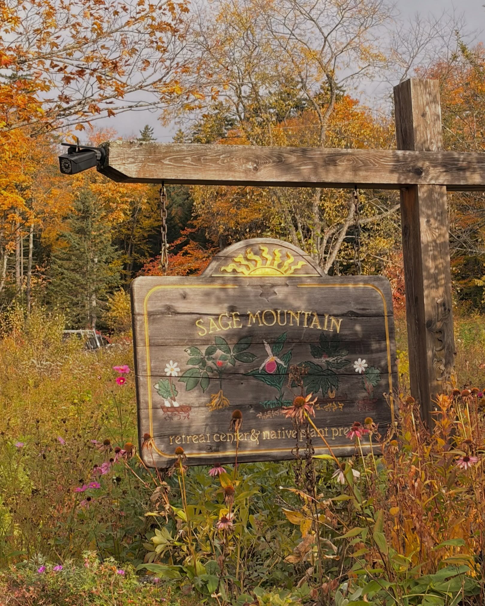 Spending a day learning about woodland medicinal plant cultivation at @sagemountain in central VT was the absolute dream❤️

We focused on Goldenseal, Solomon's Seal, Ginseng, Ramps, and Black Cohosh and spent the afternoon learning site assessment an