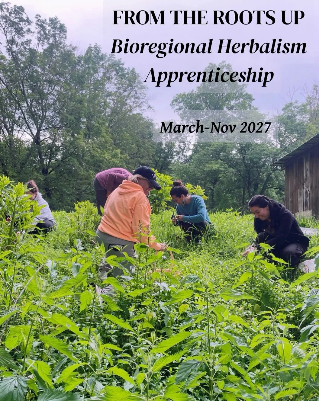 FROM THE ROOTS UP🌾
Bioregional Herbalism Apprenticeship
March-November 2027
Amherst/Northampton, MA area

Now enrolling for 2027!✨🍯🧺🫙🌿

When I first started offering these classes (way back in the day) they were held as seasonal class series. Fo