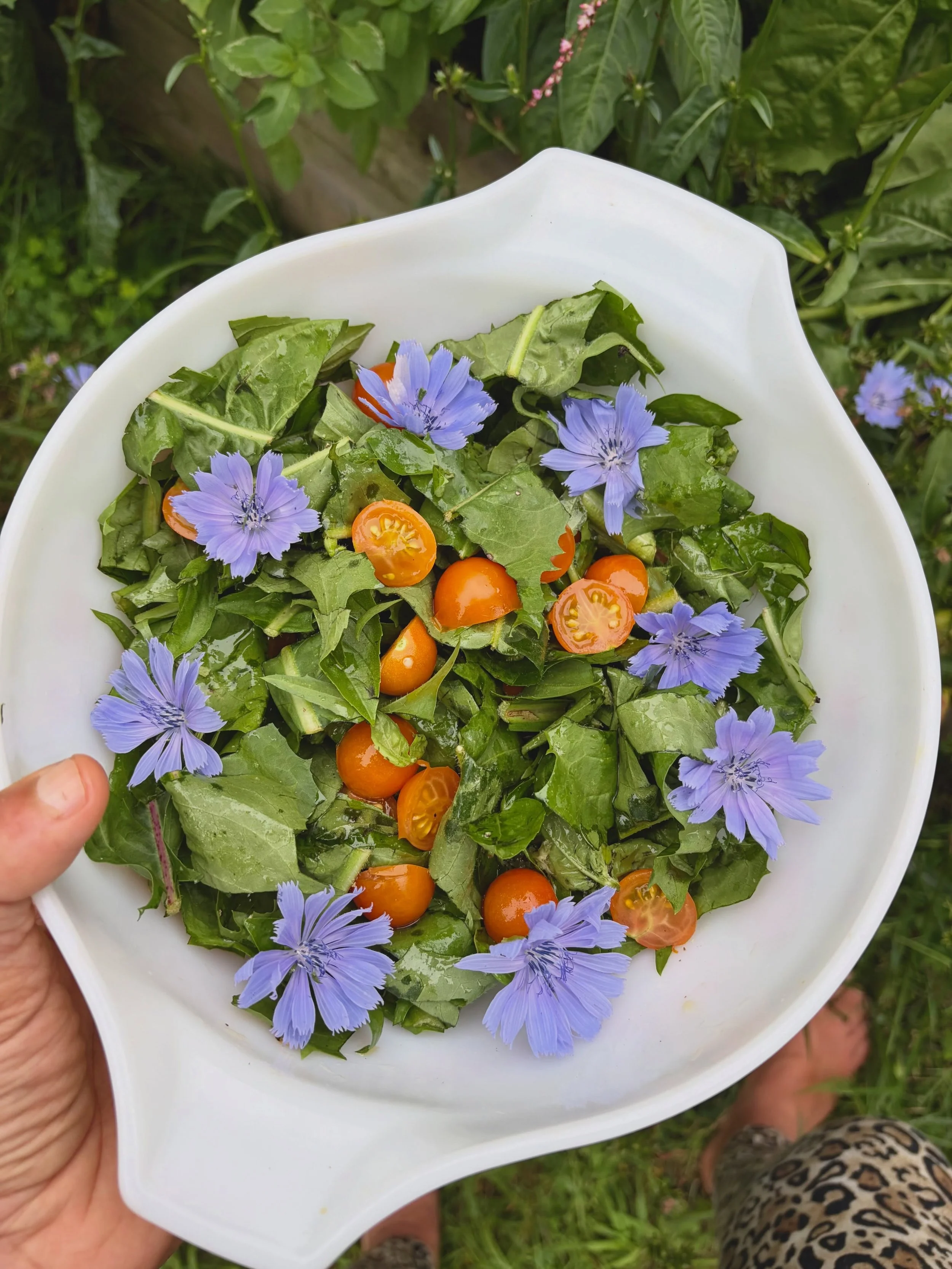 I love this time of year, when the gardens reach their fullness and are sprawling onto themselves and the abundance is just bursting forth and can't be contained. A few plants having a party in my garden right now are the cherry tomatoes, chicory and