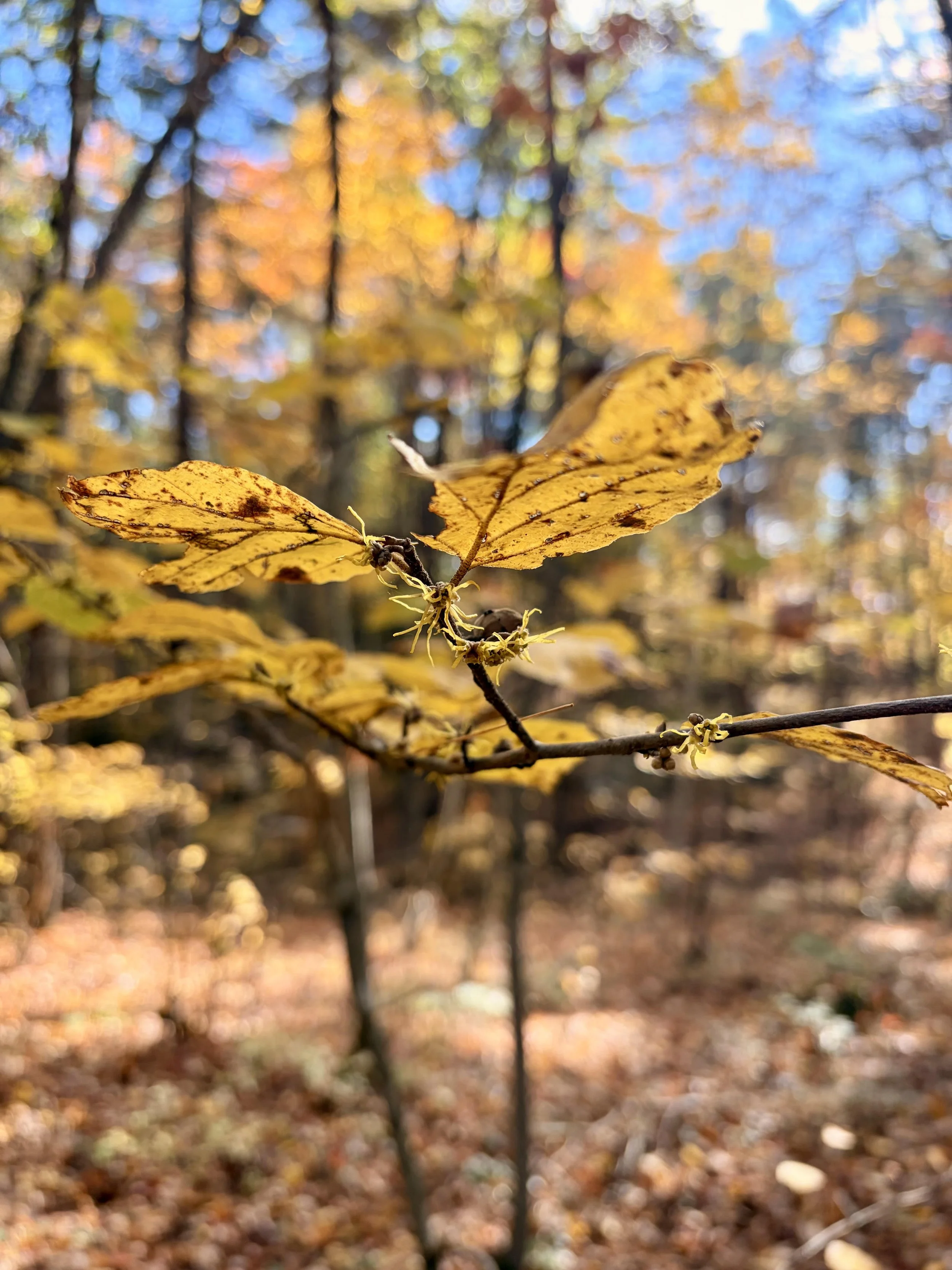 Witch Hazel Medicine: Past &amp; Present