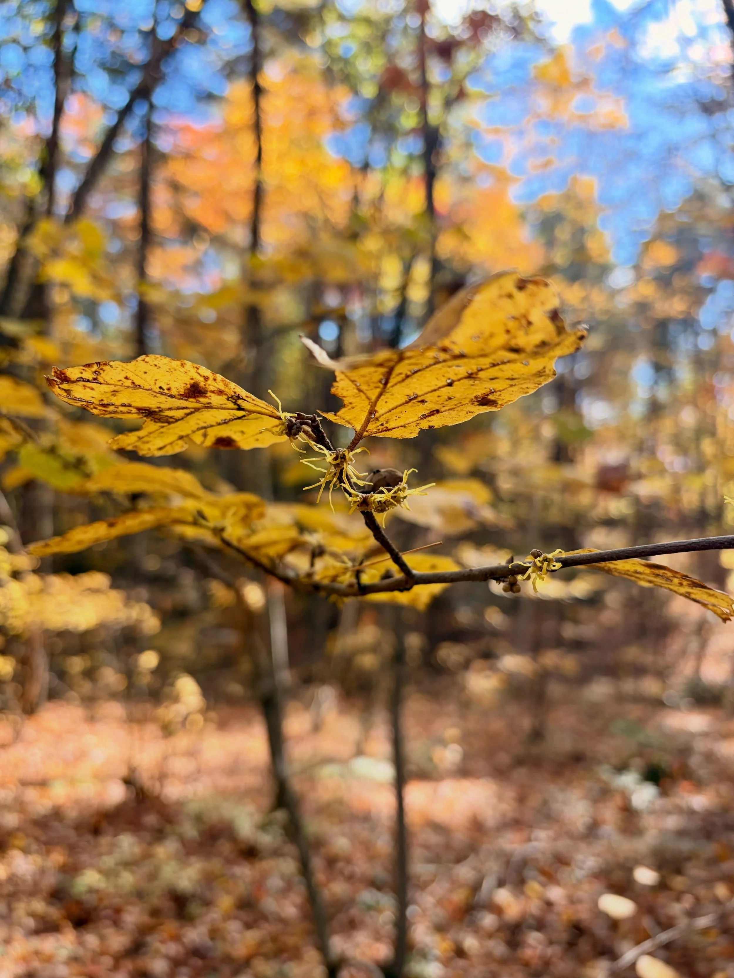The witchiest tree in the forest🧙🏽&zwj;♀️🍂💛✨

Witch Hazel (Hamamelis virginiana) is a very special native tree. There is lots of speculation on where it got its name&hellip;The forked twigs of Witch Hazel have long been a preferred wood for divin