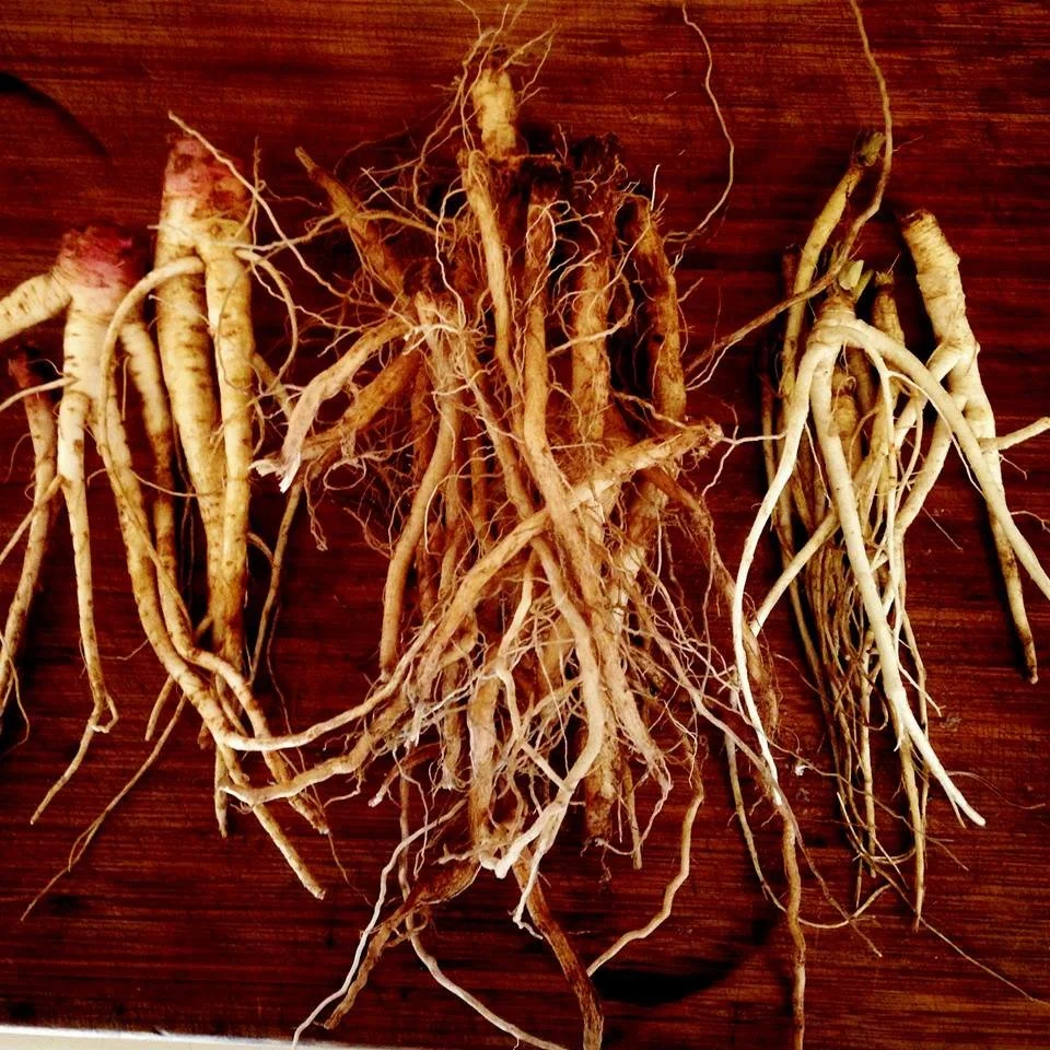 Pickled Evening Primrose Roots — Milk & Honey Herbs