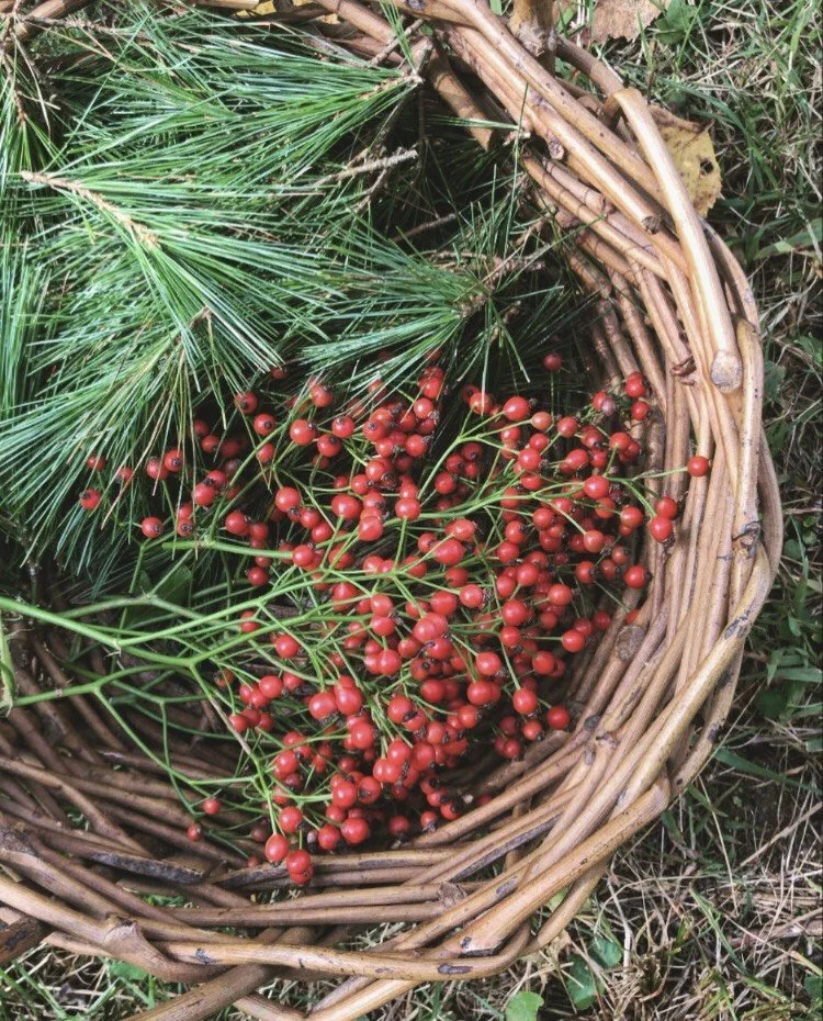 White Pine and rose hips in basket.jpg