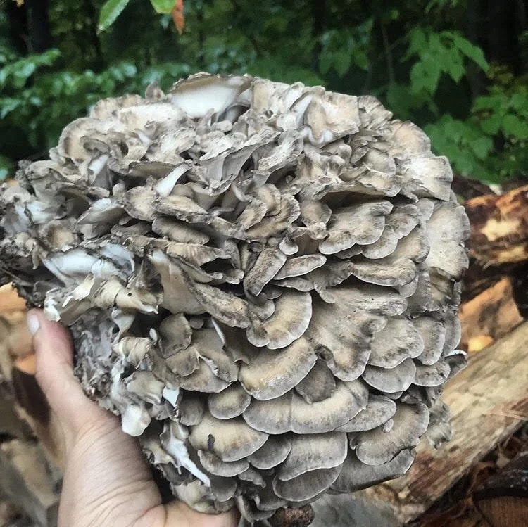 maitake in hand 2020.jpg