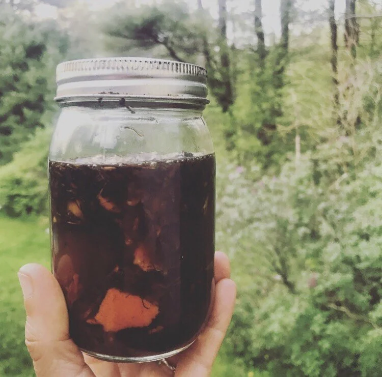 Roasted Dandelion Root Bitters — Milk & Honey Herbs