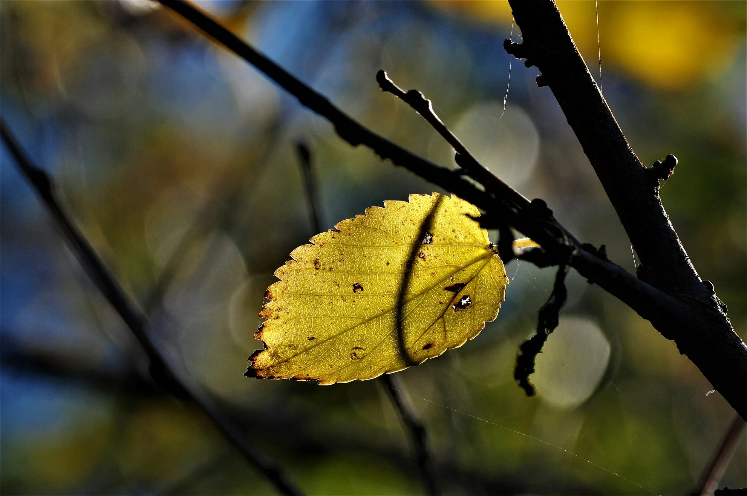 Why Fall Feels Harder Emotionally; And What Your Nervous System is Actually Doing